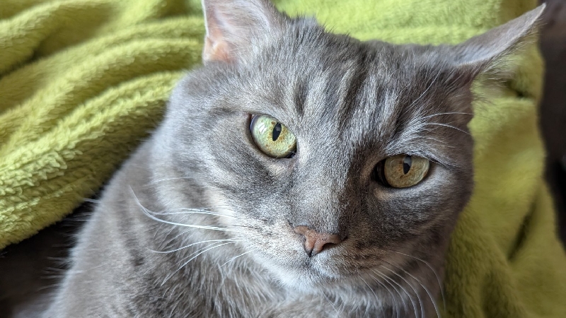 Share and Help Curio pour son opération cystotomie photo