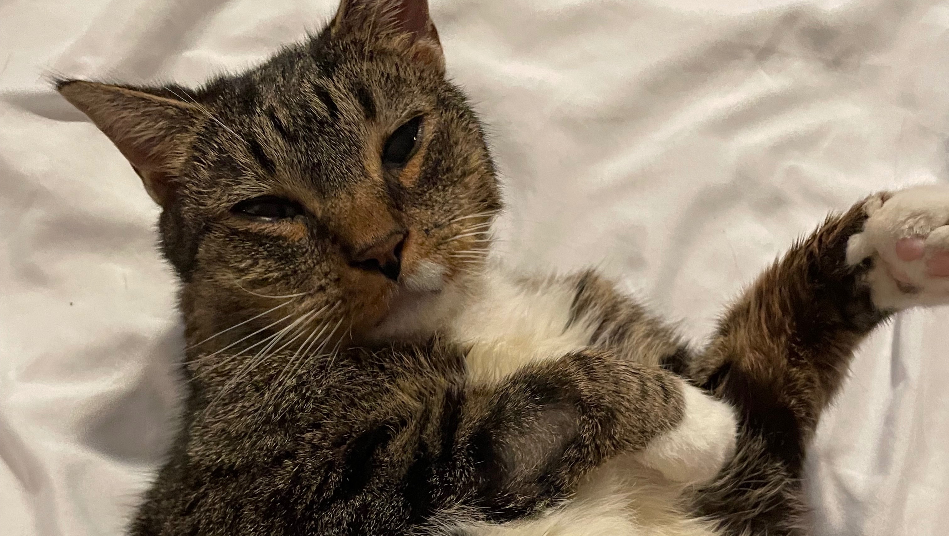 Help Molly the Cat Fight Cancer RIP Max photo