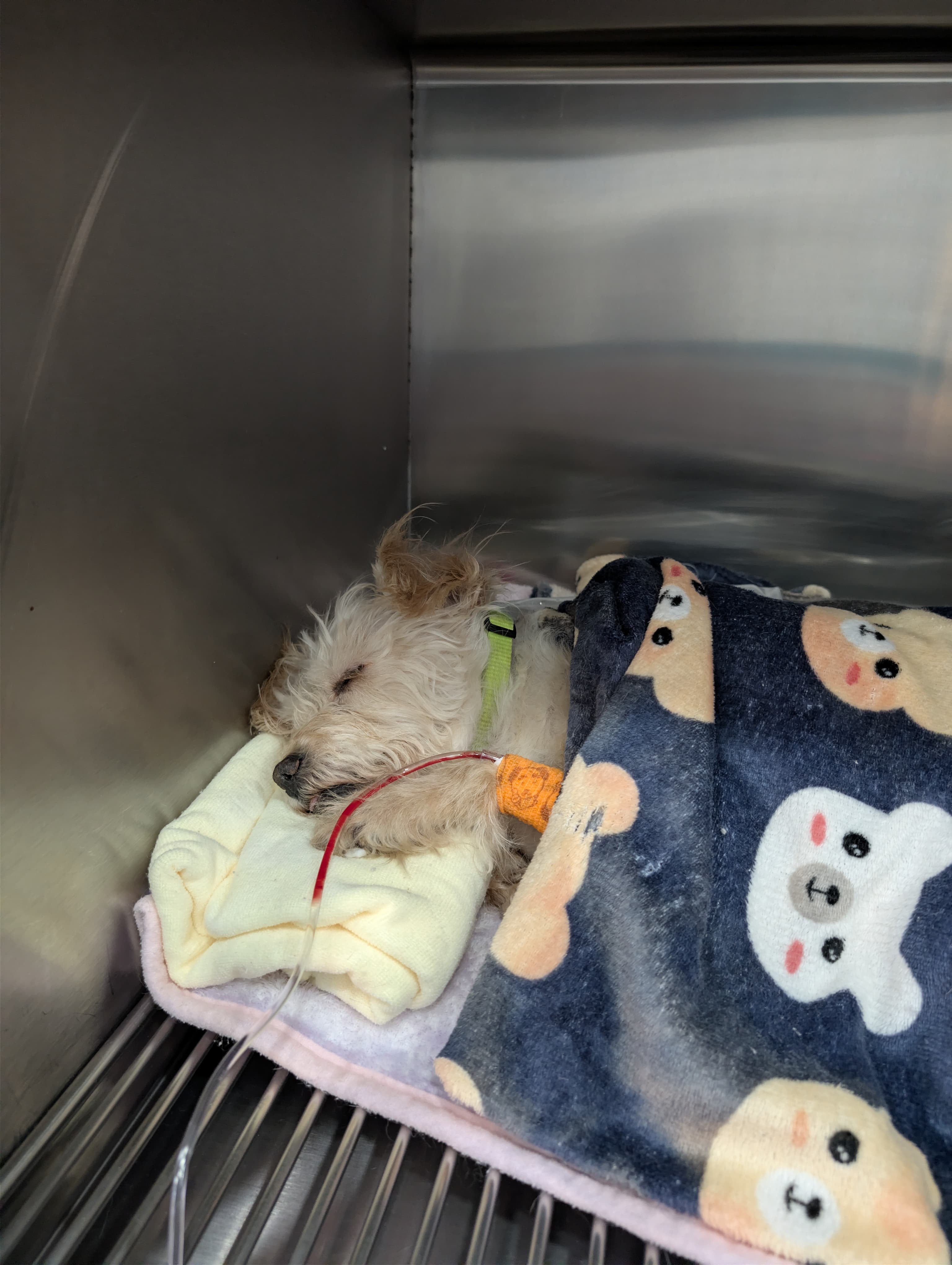 Ayúdanos a salvar a Molly: necesita radioterapia urgente campaign photo, 5 of 8