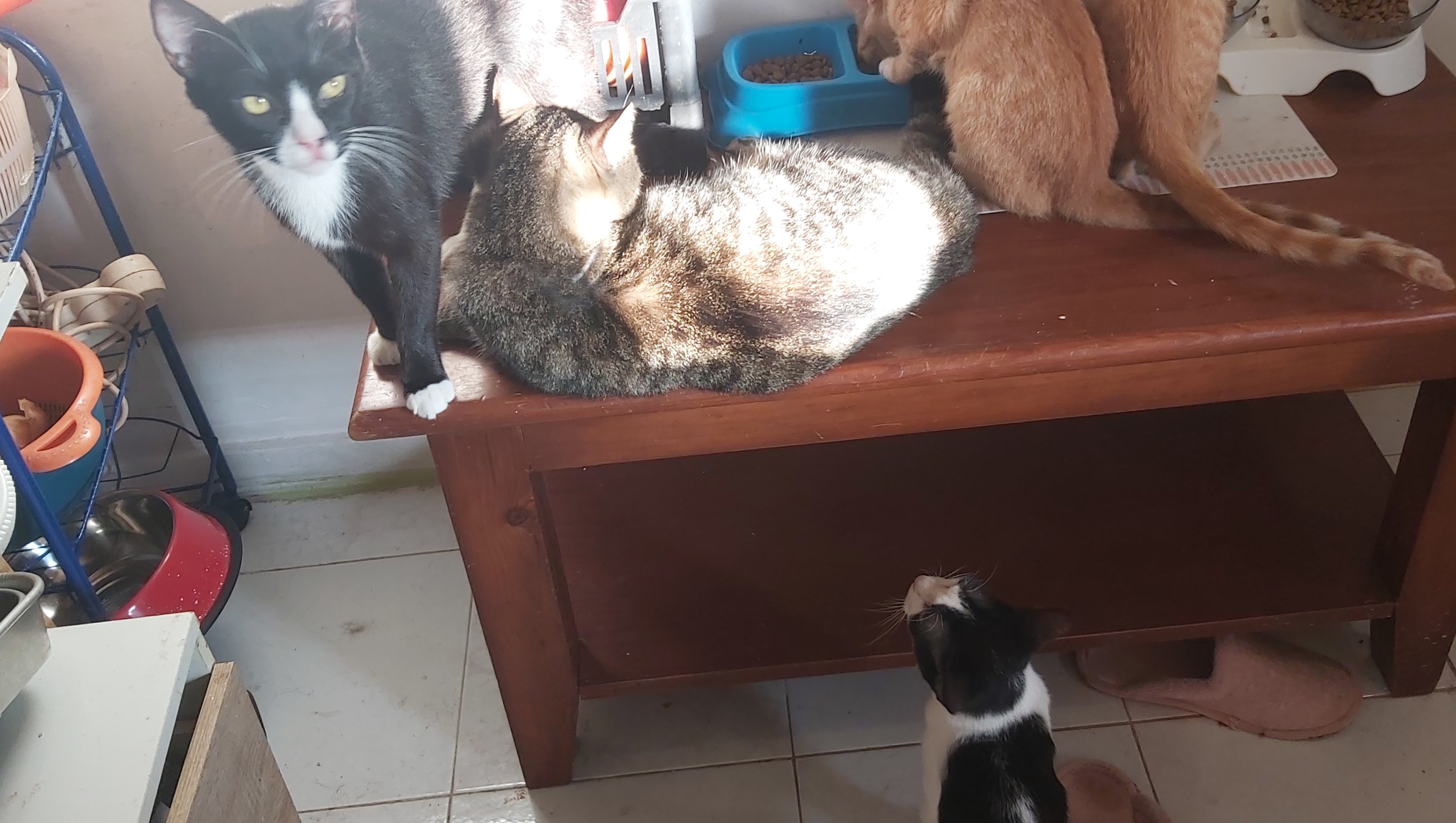 Help cats photo
