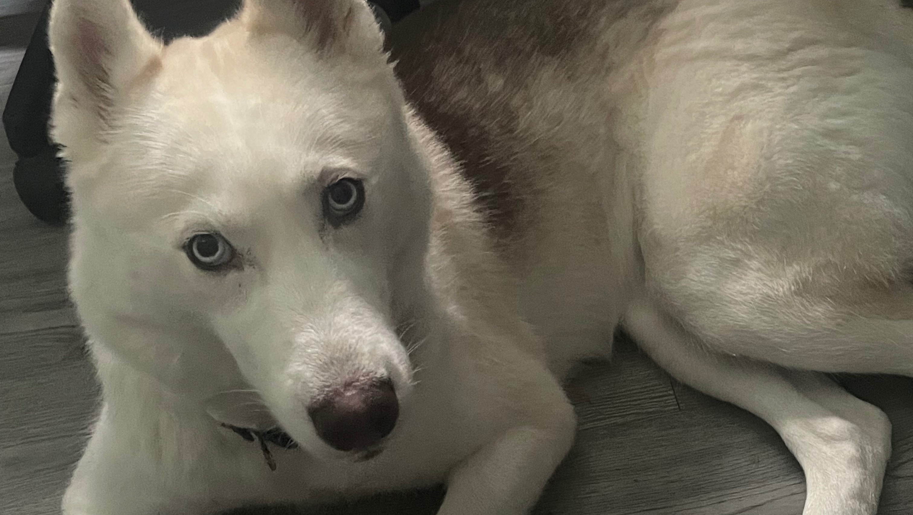 Support for Bagel and Her Newborn Puppies photo