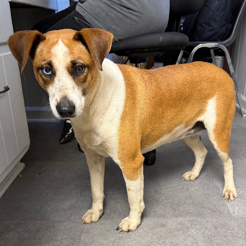 Help Ophelia Get Life-Saving Heartworm Treatment campaign photo, 2 of 4