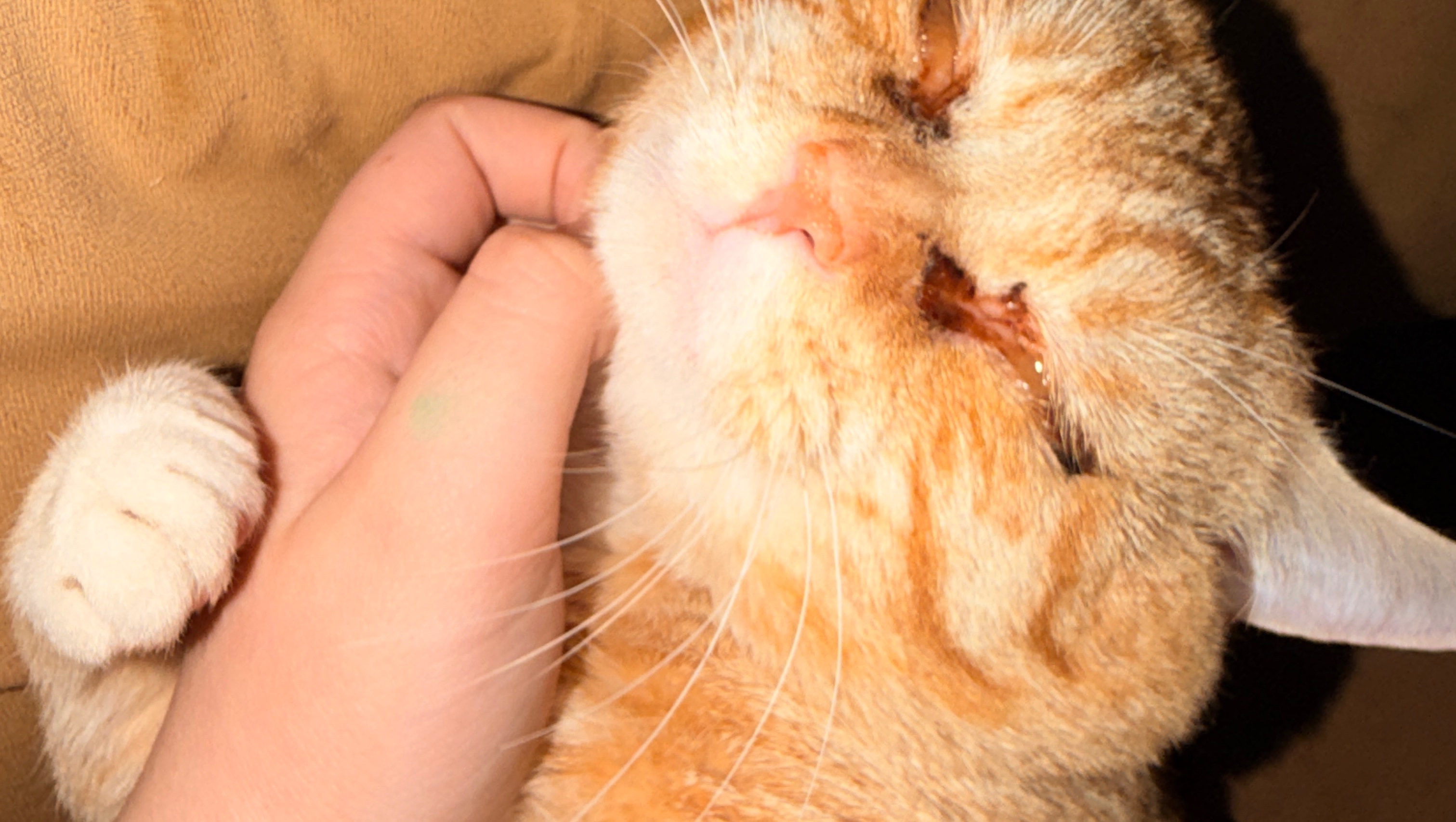 Help Save My Cat From His Eye Condition photo