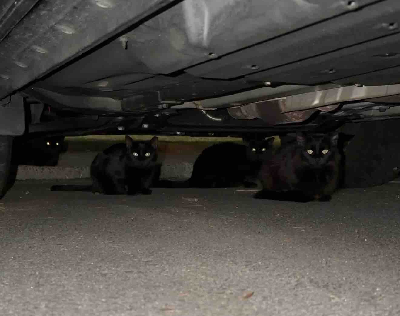 A Safe Home for Blimp and His Feral Friends campaign photo, 7 of 8