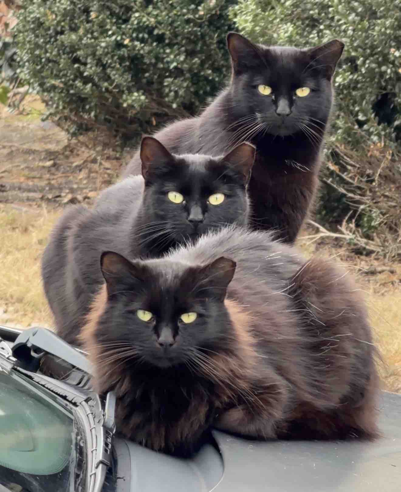 A Safe Home for Blimp and His Feral Friends campaign photo, 6 of 8