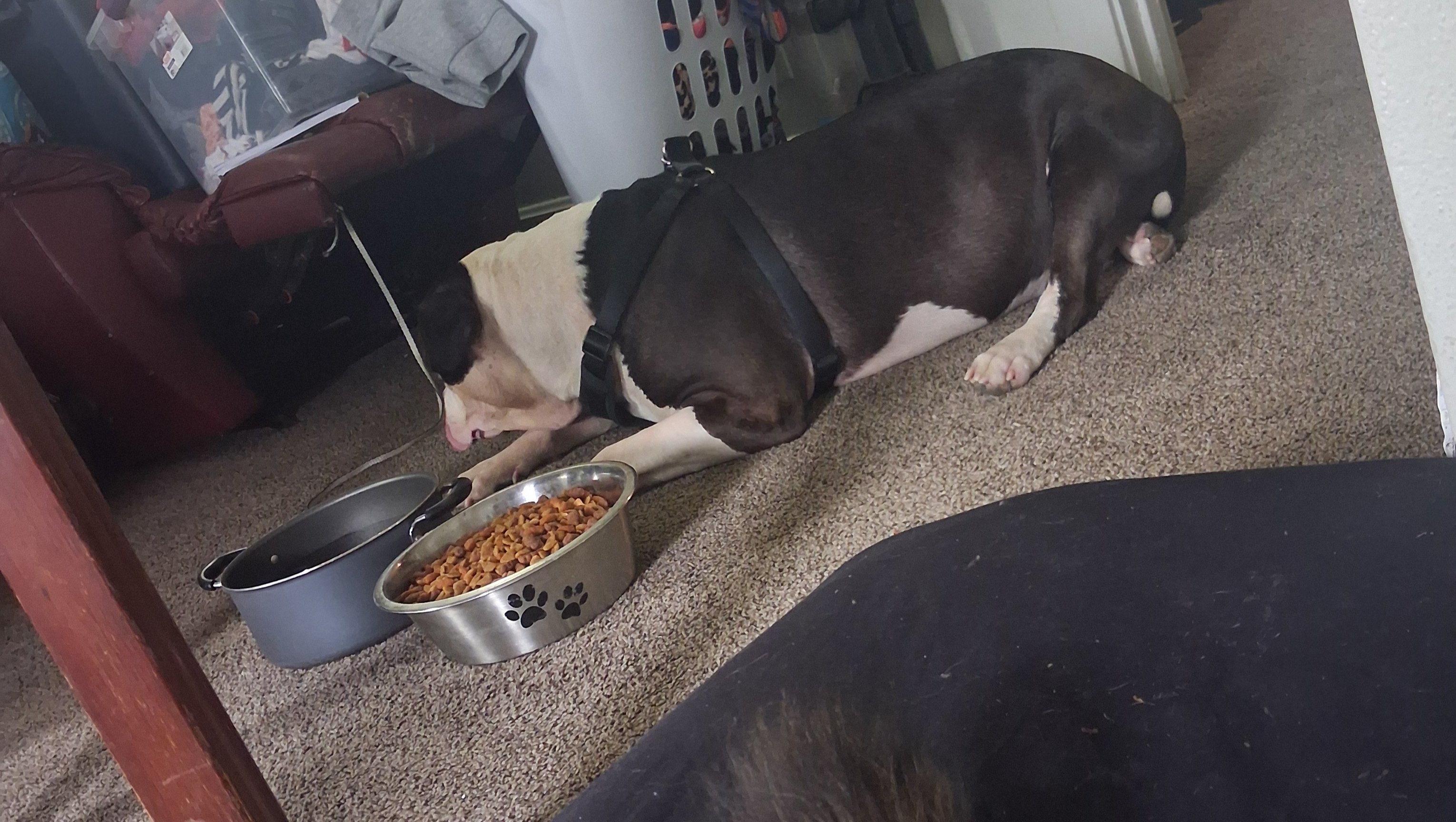 Compassion for Ricky and Tank's Healing Journey photo