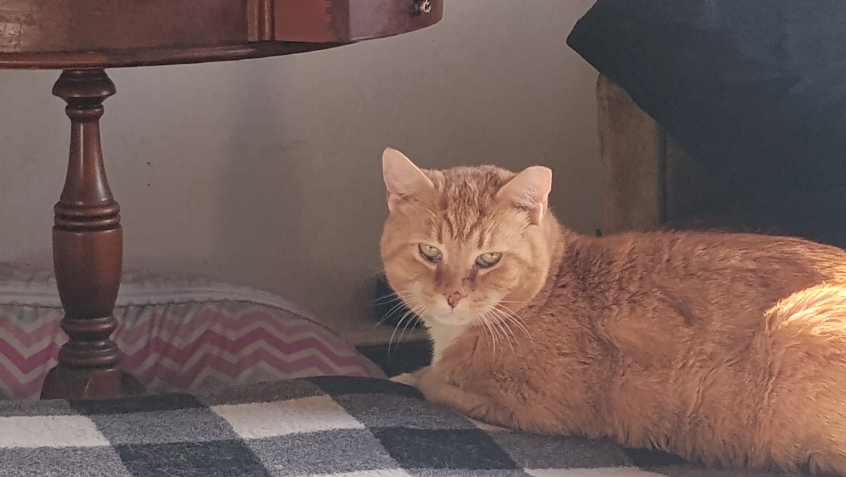 Help Jacob Get Pain Relief & Vet Care photo