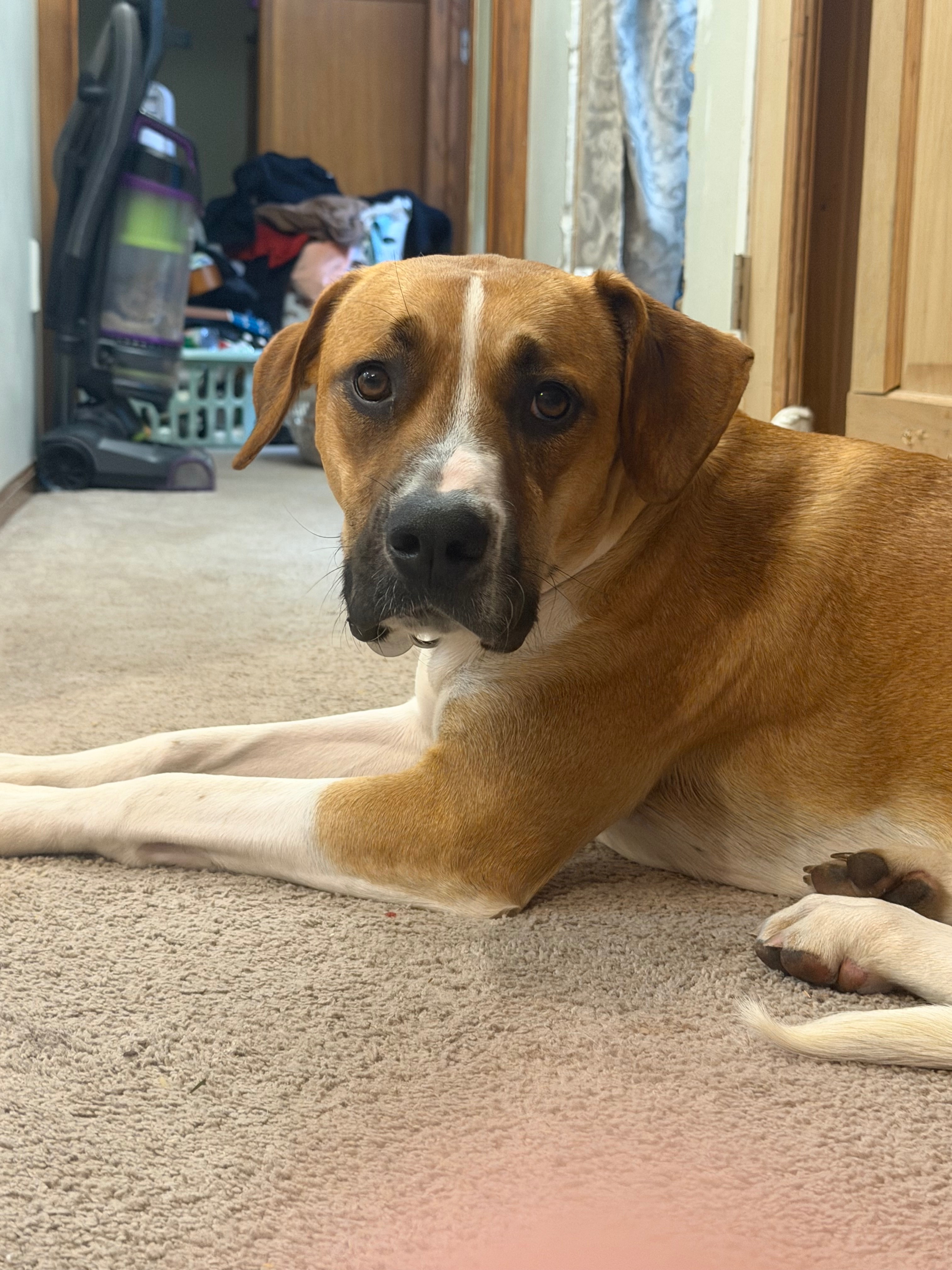 Help Gracie Recover After Getting Hit By a Car campaign photo, 6 of 7