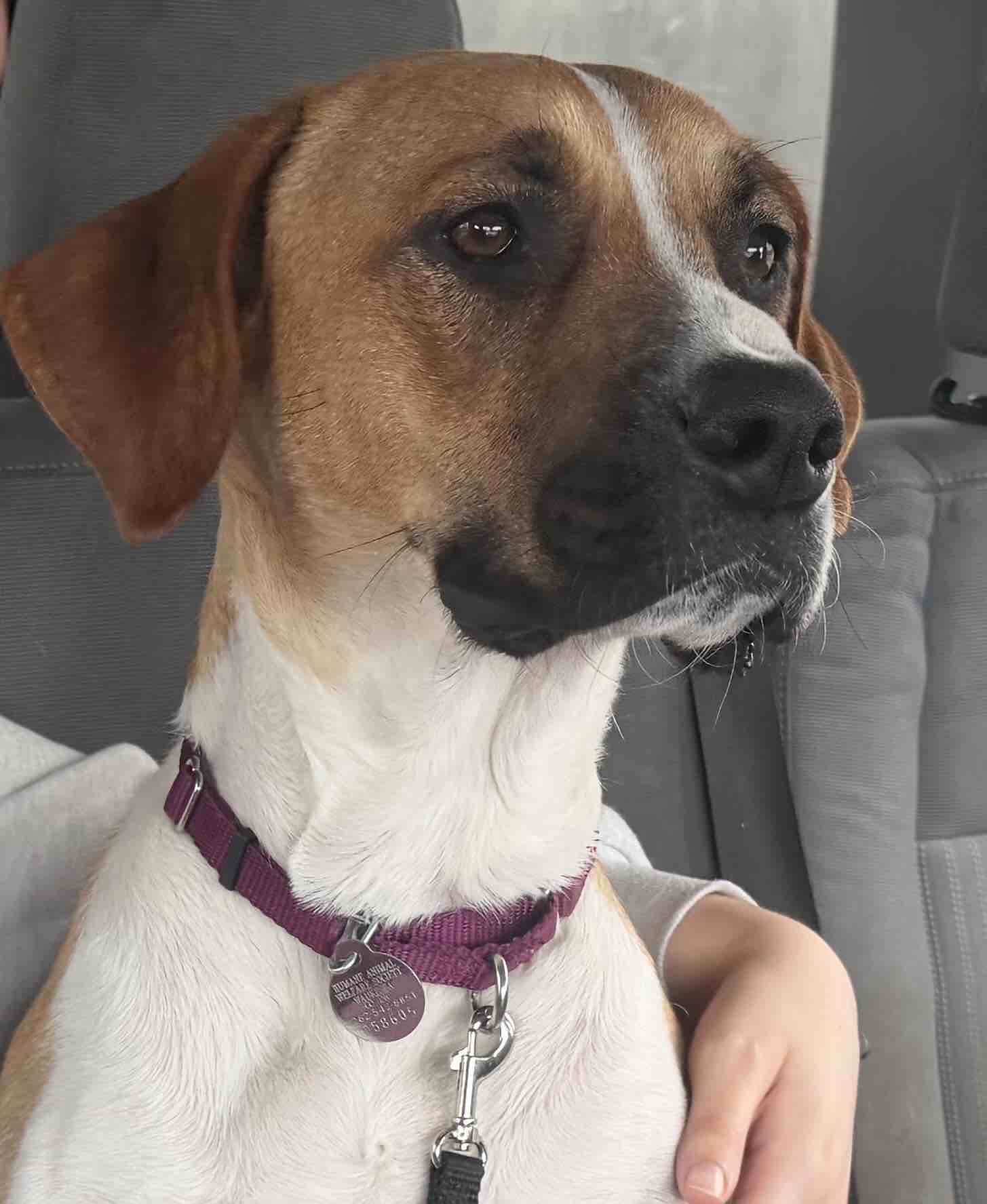 Help Gracie Recover After Getting Hit By a Car campaign photo, 4 of 7