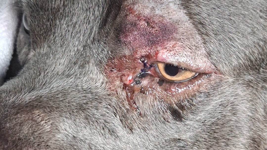 Help My Dog Recover After Attack photo