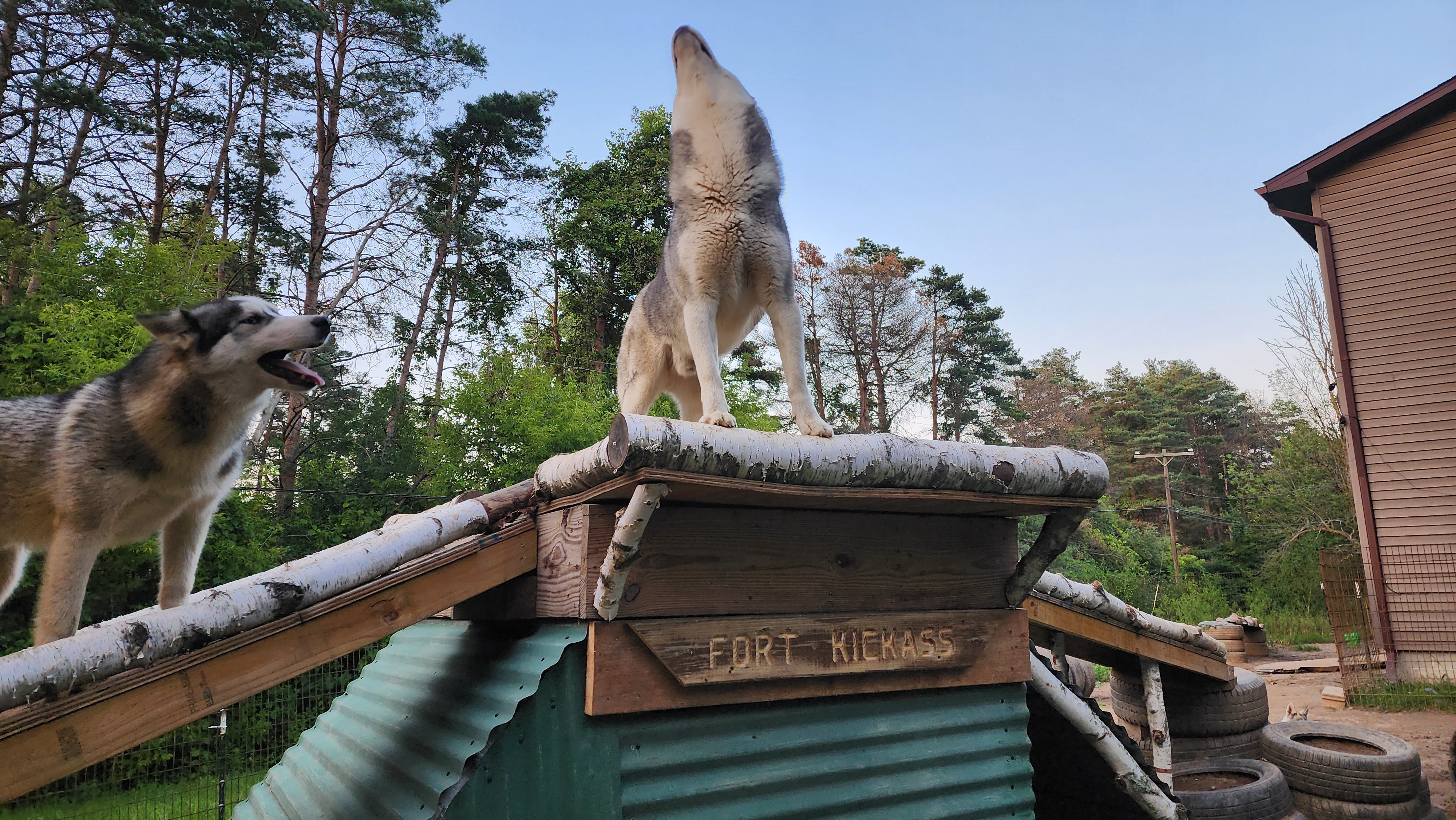 Help Save Our Husky Sanctuary and Family Home. campaign photo, 5 of 8
