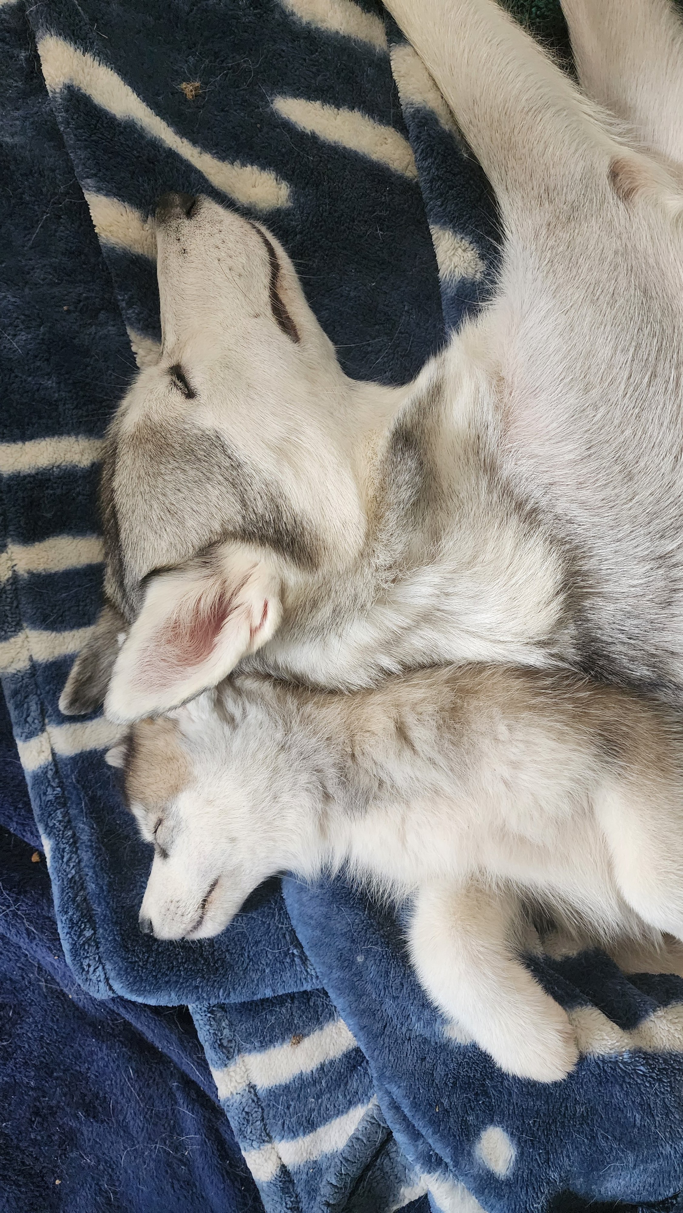 Help Save Our Husky Sanctuary and Family Home. campaign photo, 6 of 8