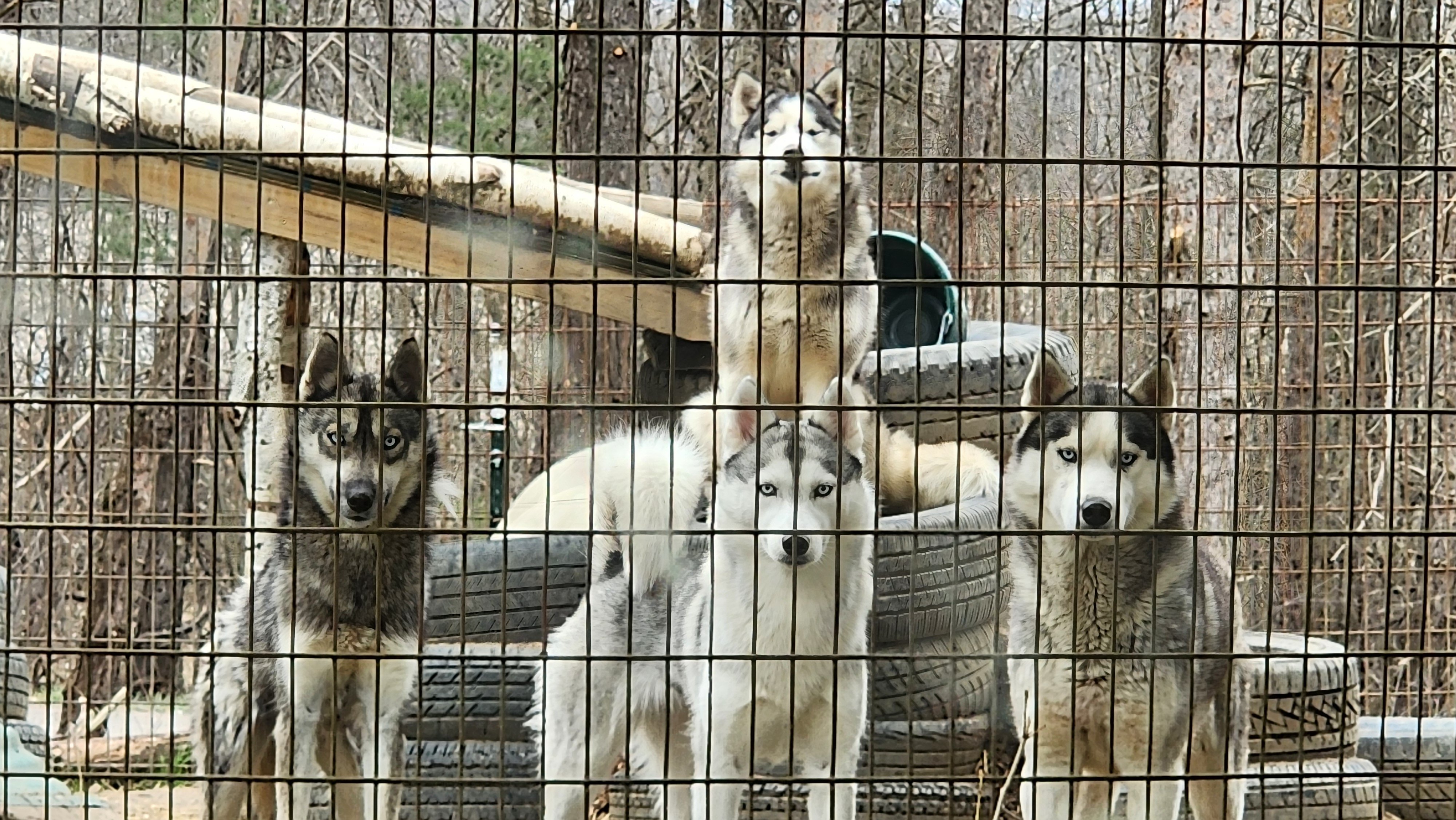 Help Save Our Husky Sanctuary and Family Home. campaign photo, 2 of 8