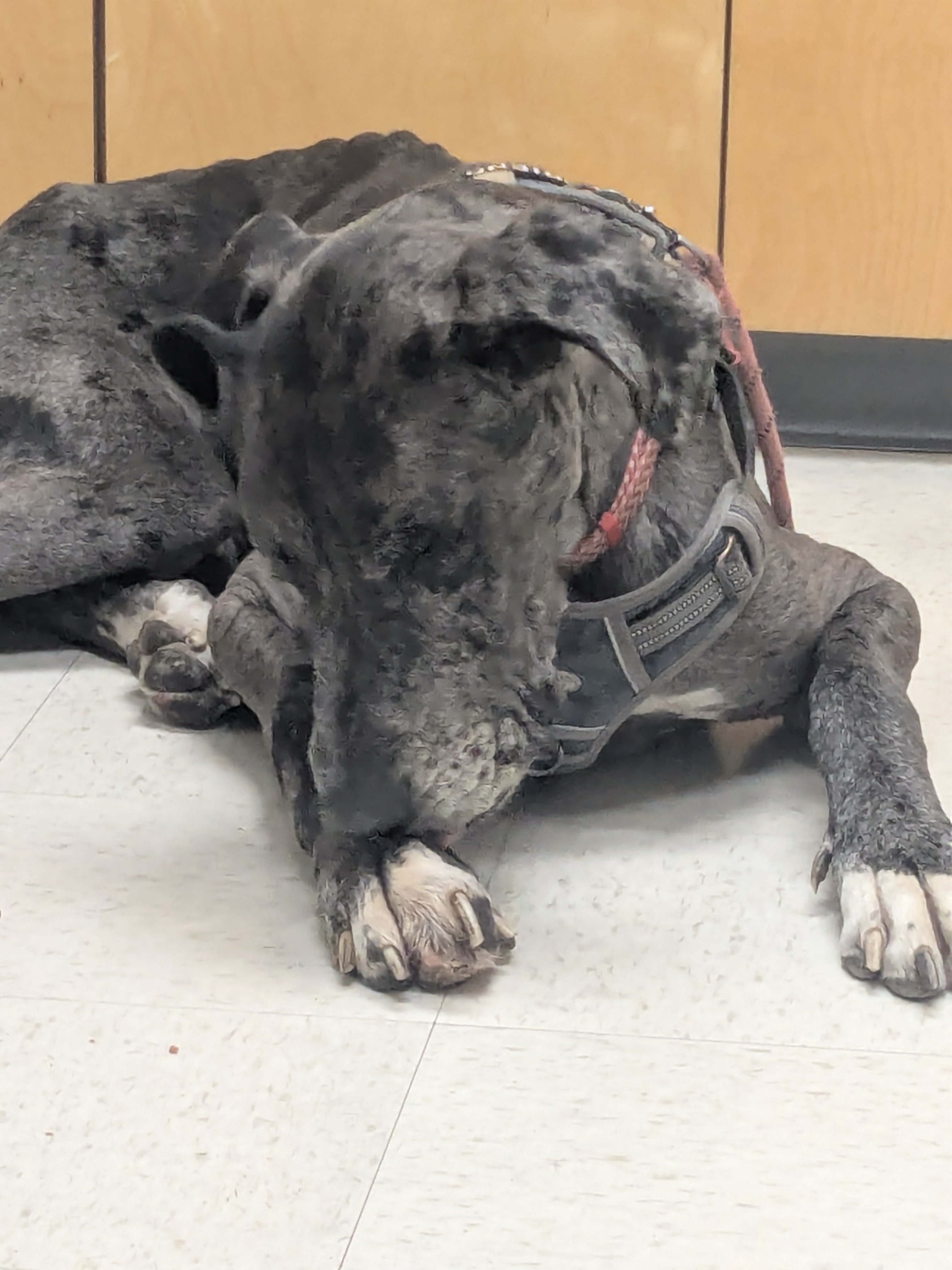 Help Harley Heal and Stay With His Family campaign photo, 5 of 6