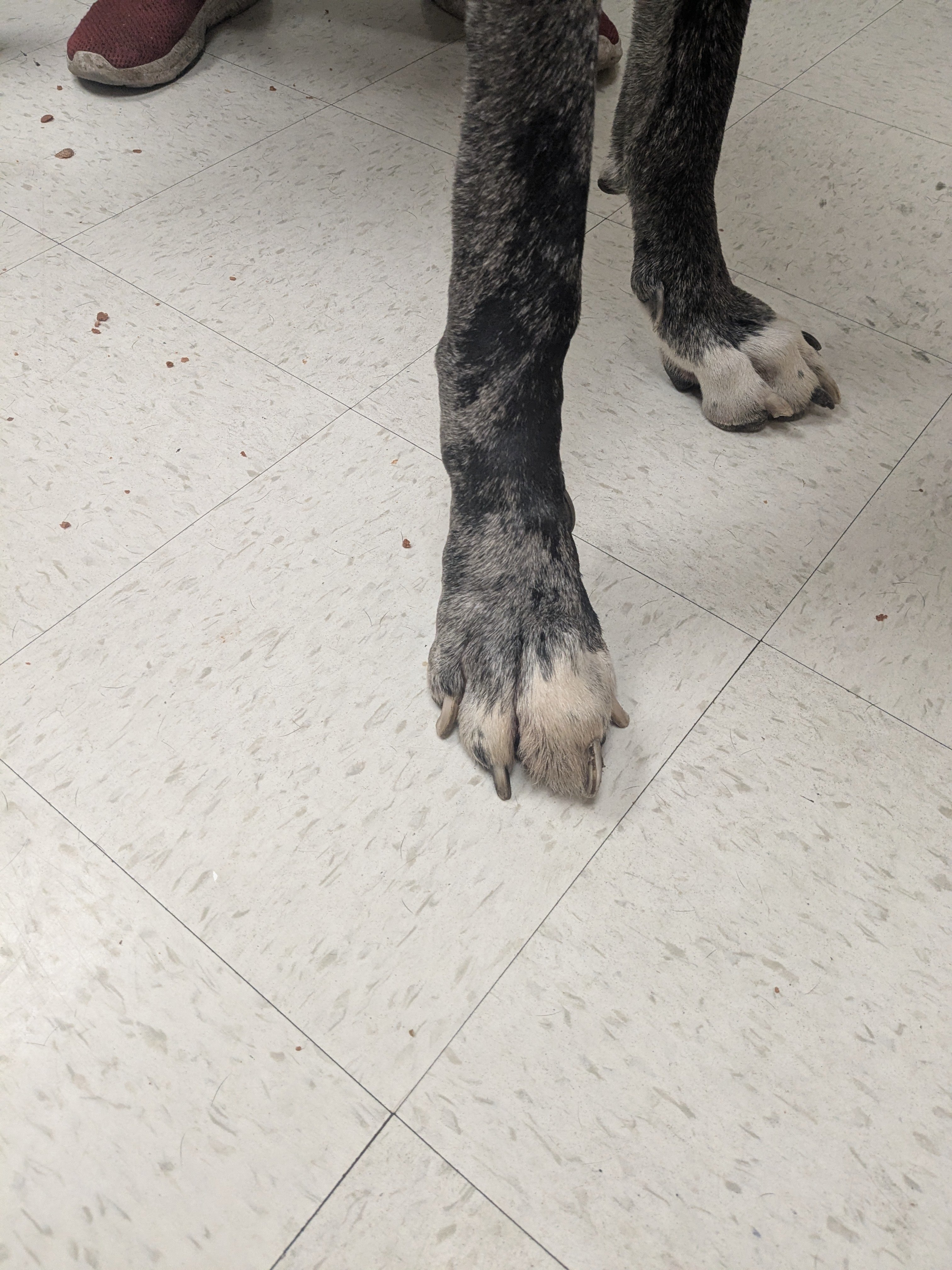 Help Harley Heal and Stay With His Family campaign photo, 2 of 6