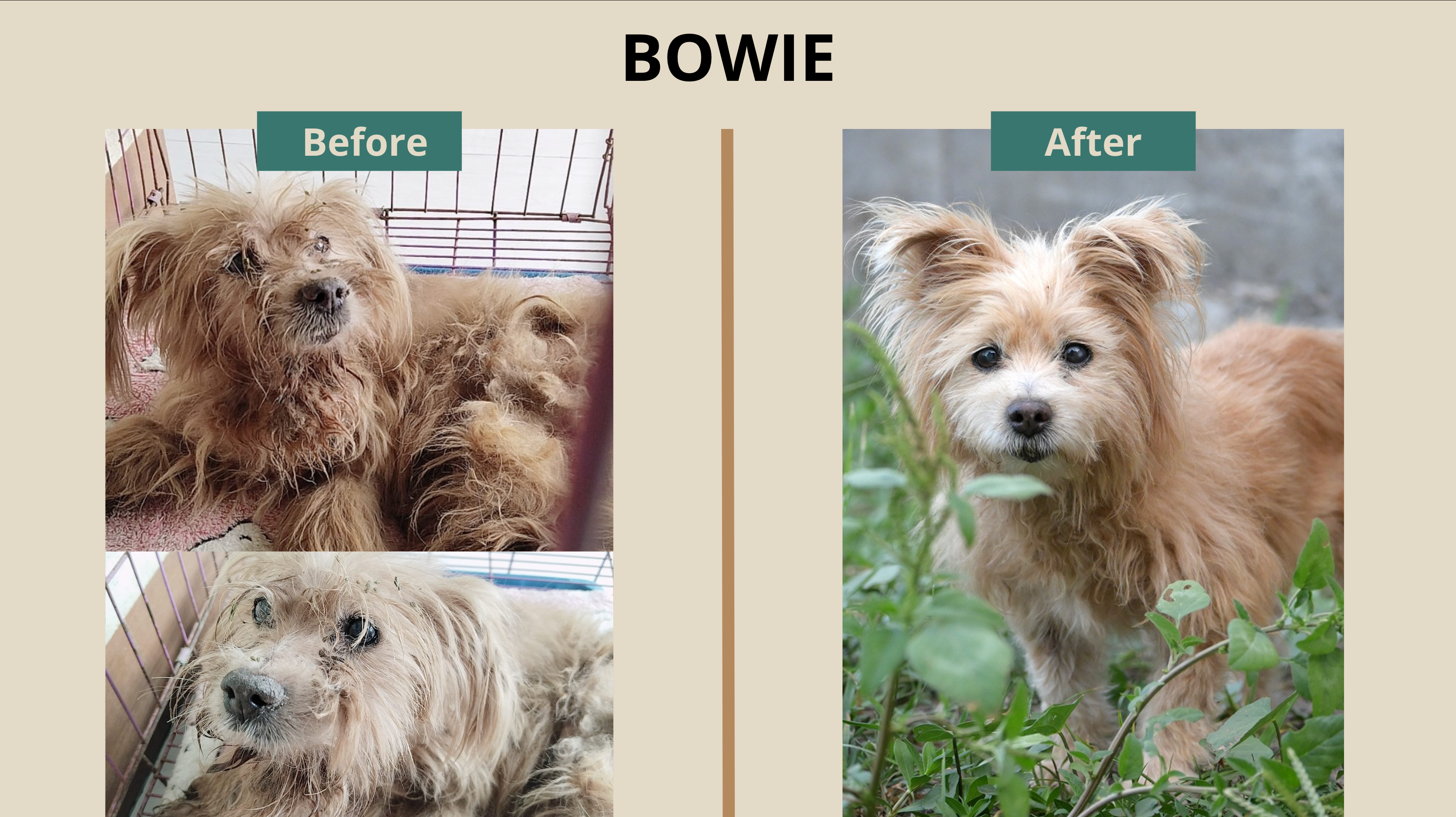 Help Save the Home of 23 Senior Rescue Dogs campaign photo, 7 of 8