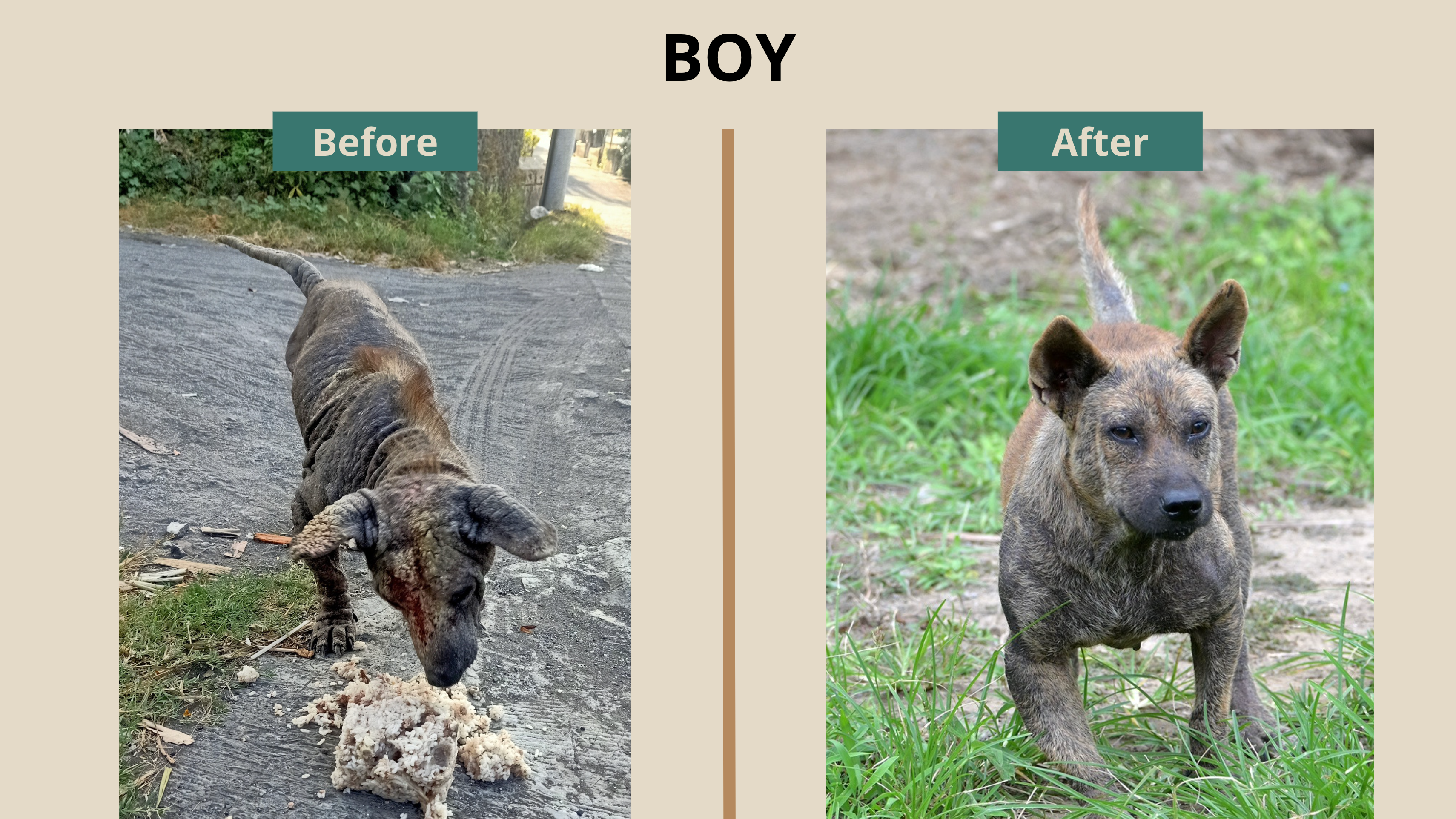 Help Save the Home of 23 Senior Rescue Dogs campaign photo, 2 of 8