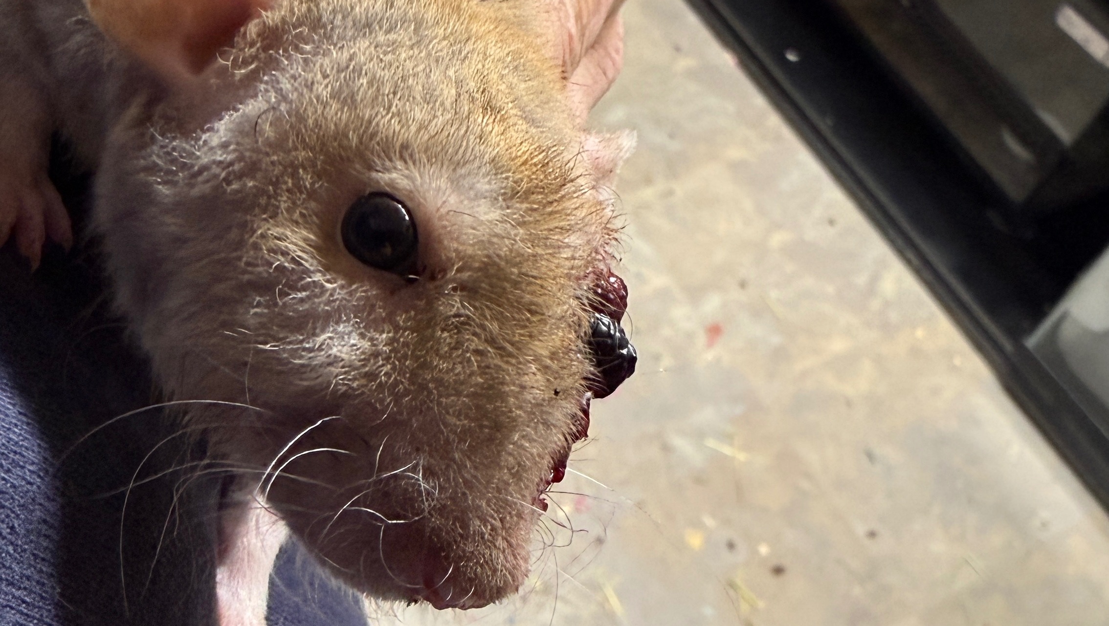 Help Rocky Get Emergency Vet Care photo