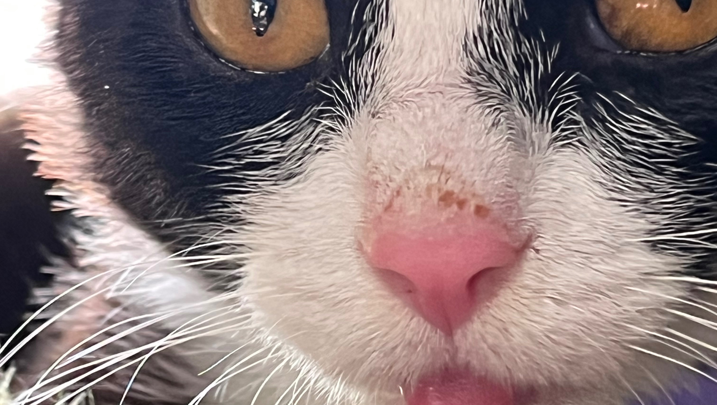 Hope and Healing for Gizmo's Future photo