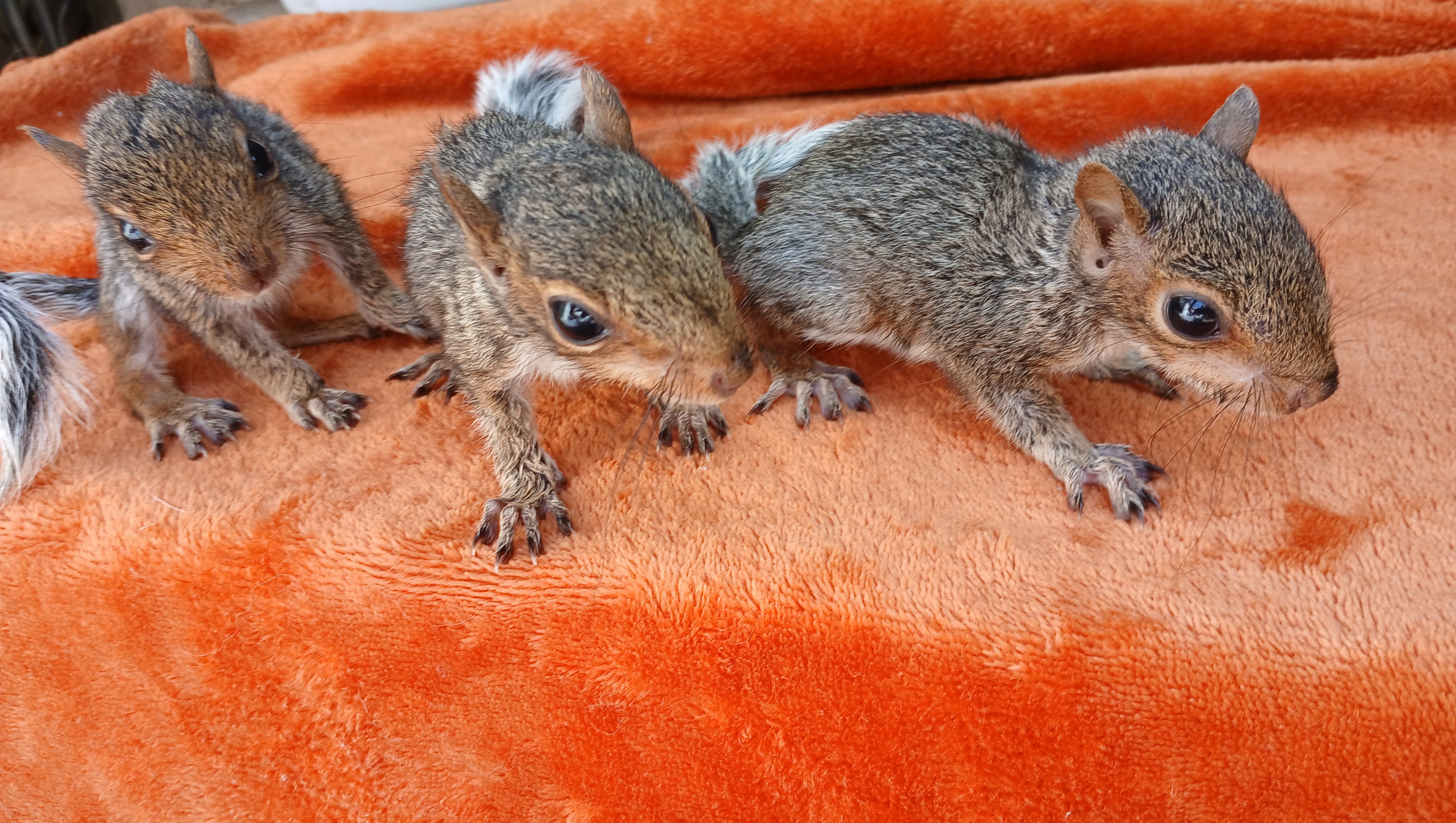 Support Tiny Paws: Squirrel Rescue Fund photo