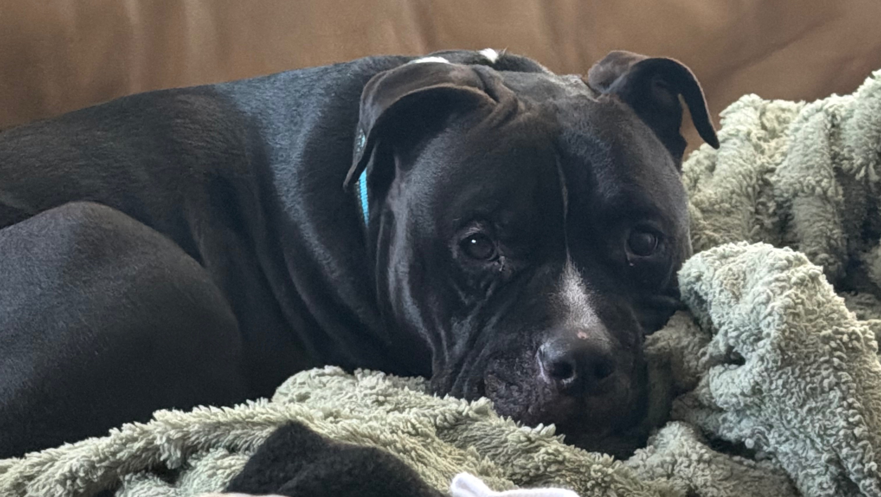 For The Love Of Benji ❤️‍ After Care photo