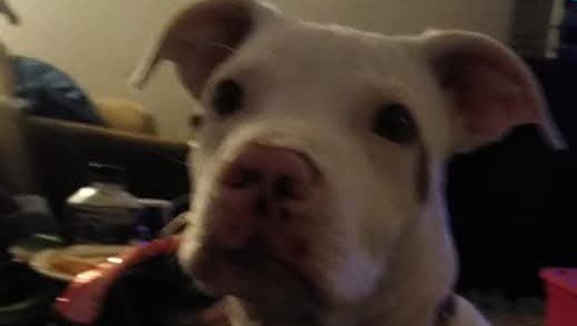 Help My Dog Get Vet Care photo