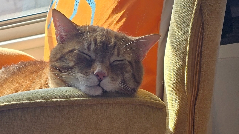 Bebe's Vet Bills & Continued Care photo