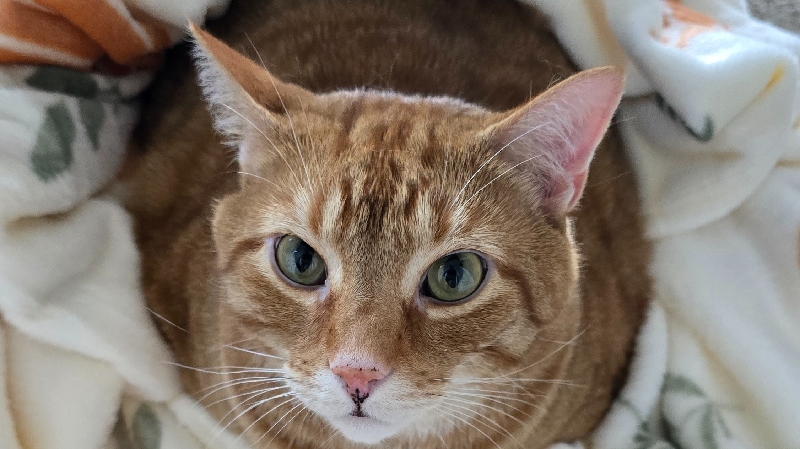 Bebe's Vet Bills & Continued Care photo