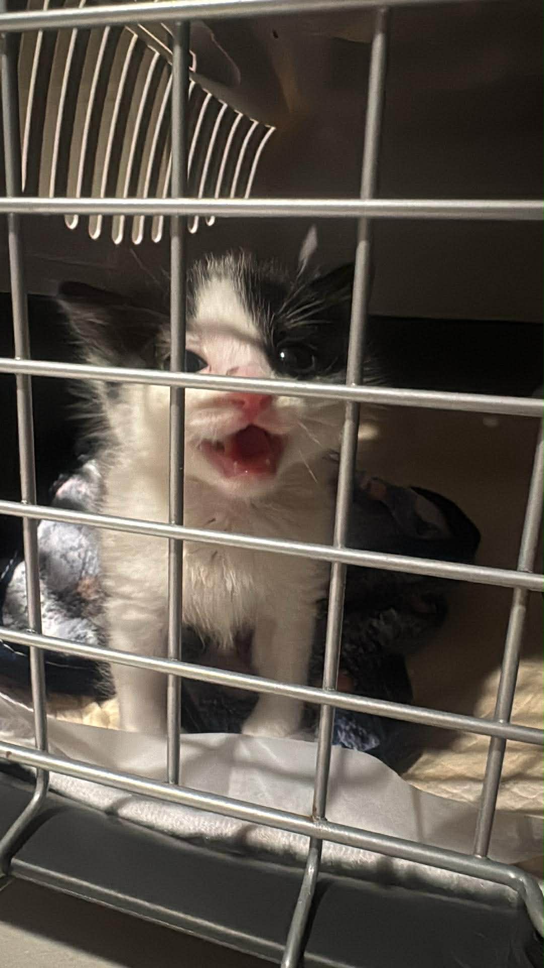 Help Sydney’s Forgotten Cats campaign photo, 7 of 8