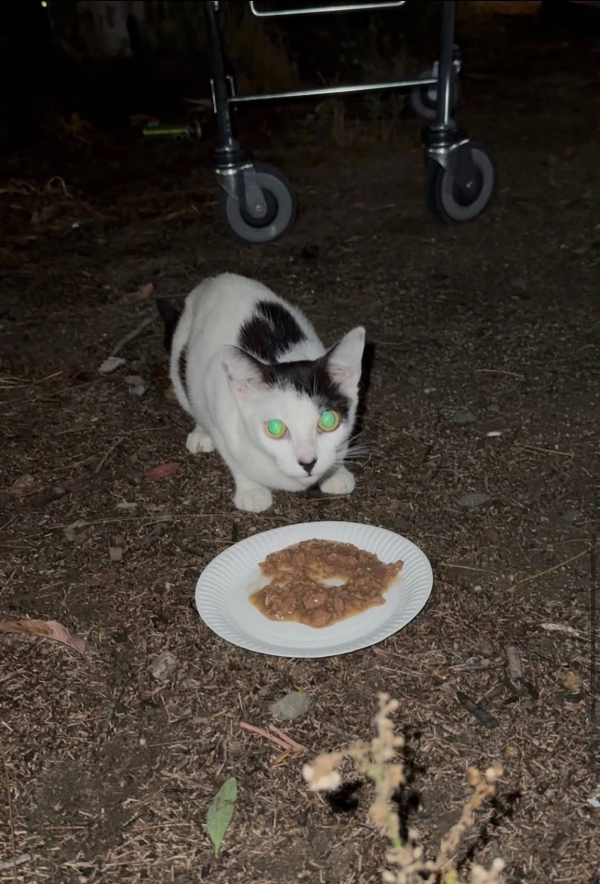 Help Sydney’s Forgotten Cats campaign photo, 2 of 8