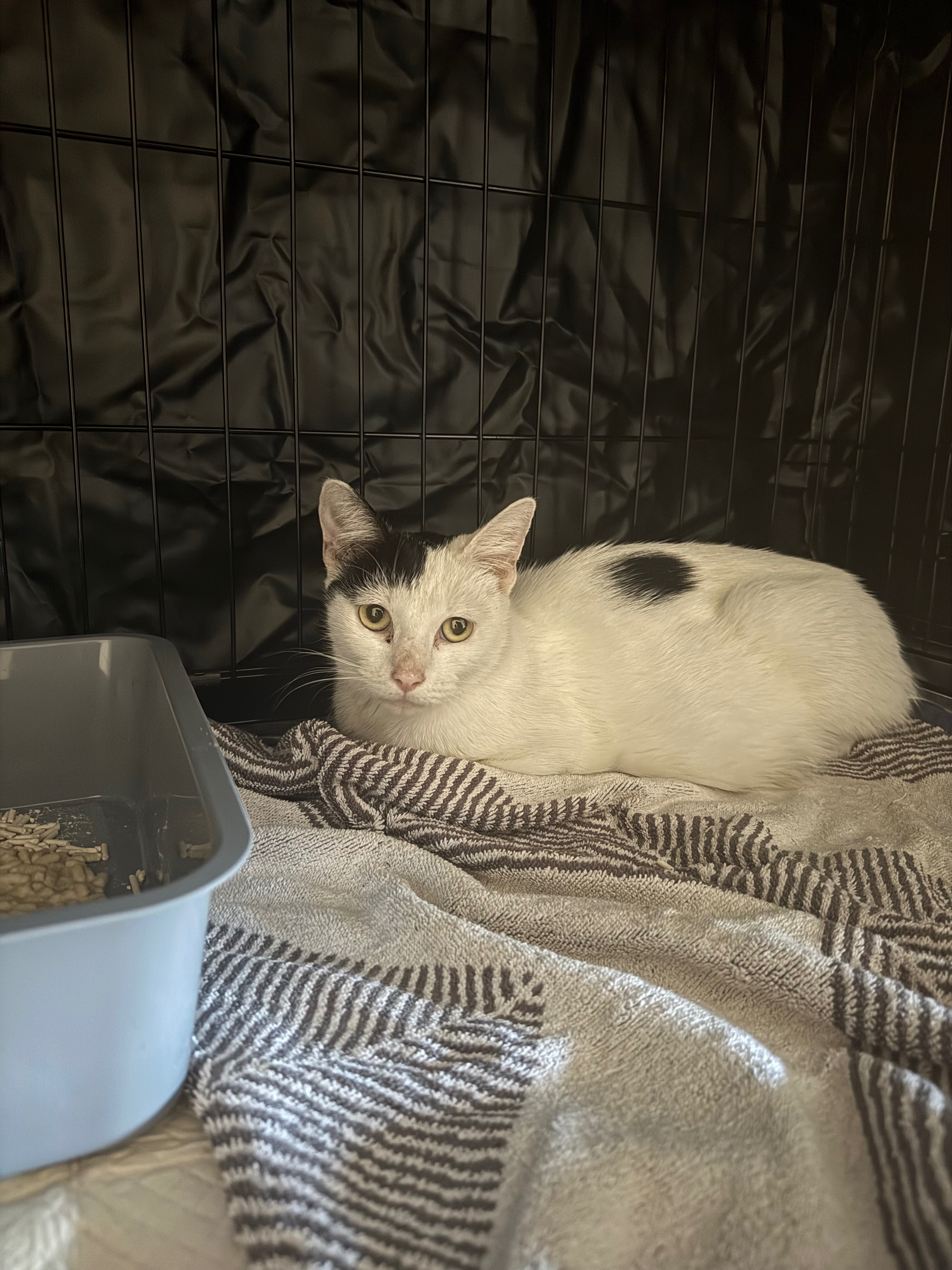 Help Sydney’s Forgotten Cats campaign photo, 5 of 8