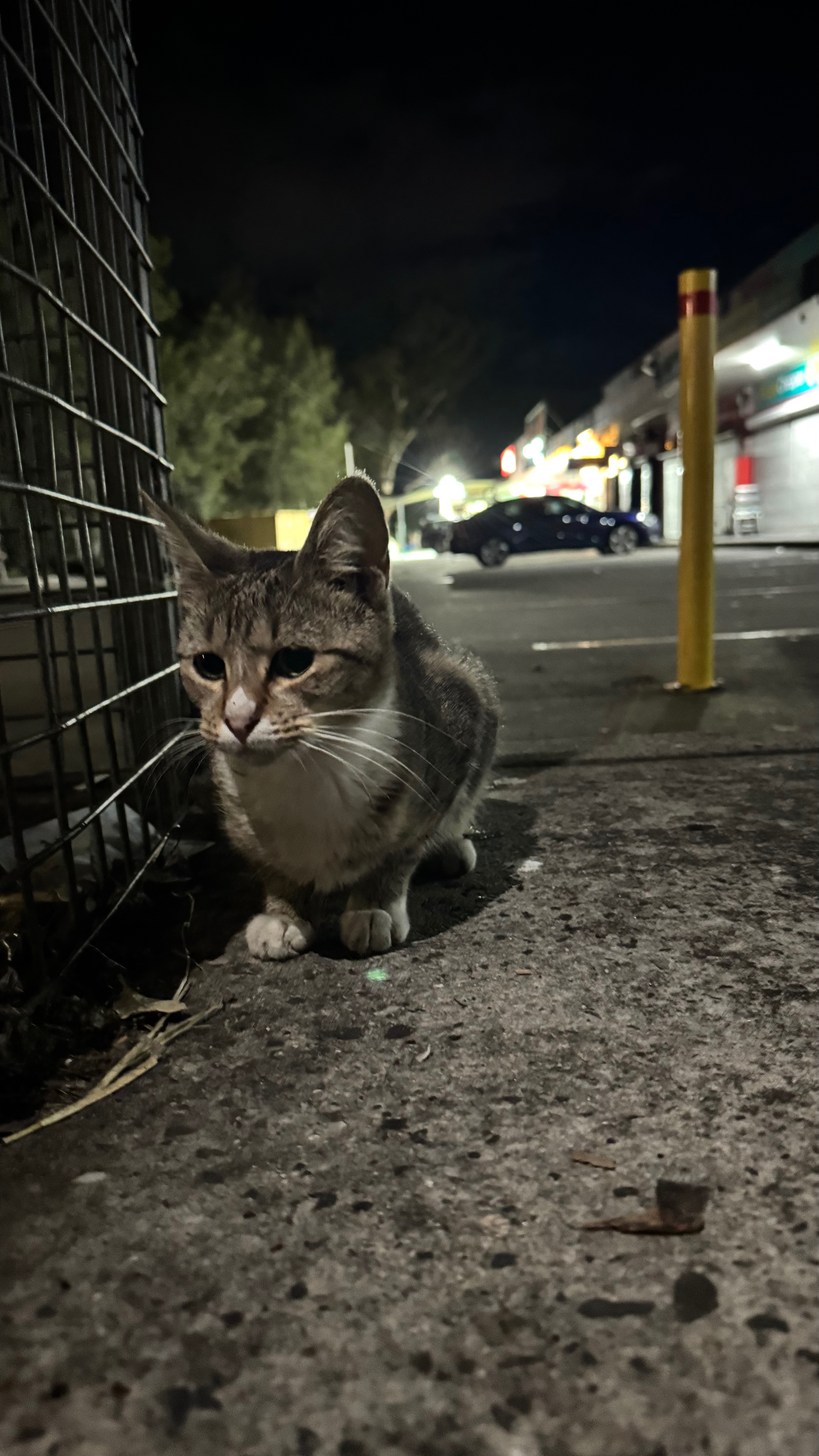 Help Sydney’s Forgotten Cats campaign photo, 4 of 8