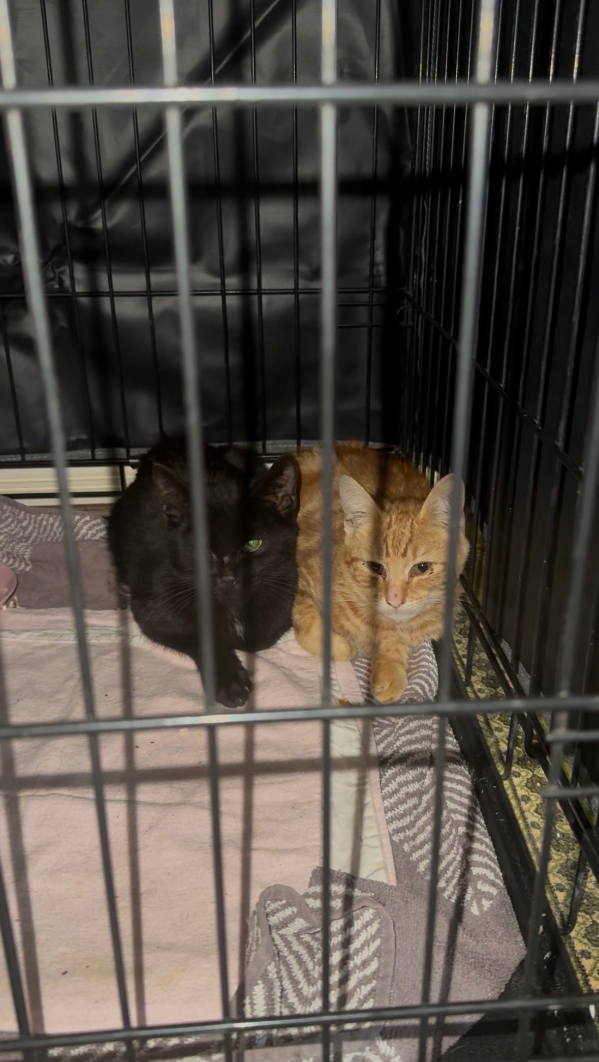 Help Sydney’s Forgotten Cats campaign photo, 6 of 8