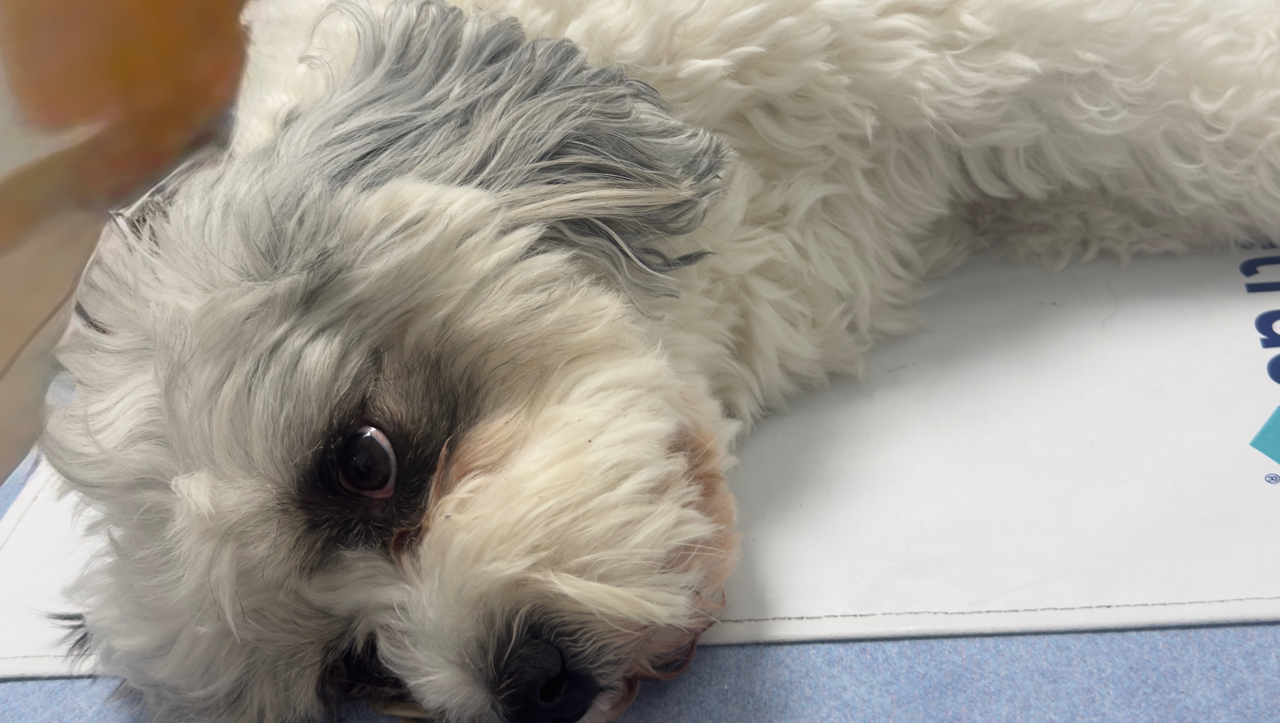Help Ruffy Walk Again - Emergency MRI Treatment photo