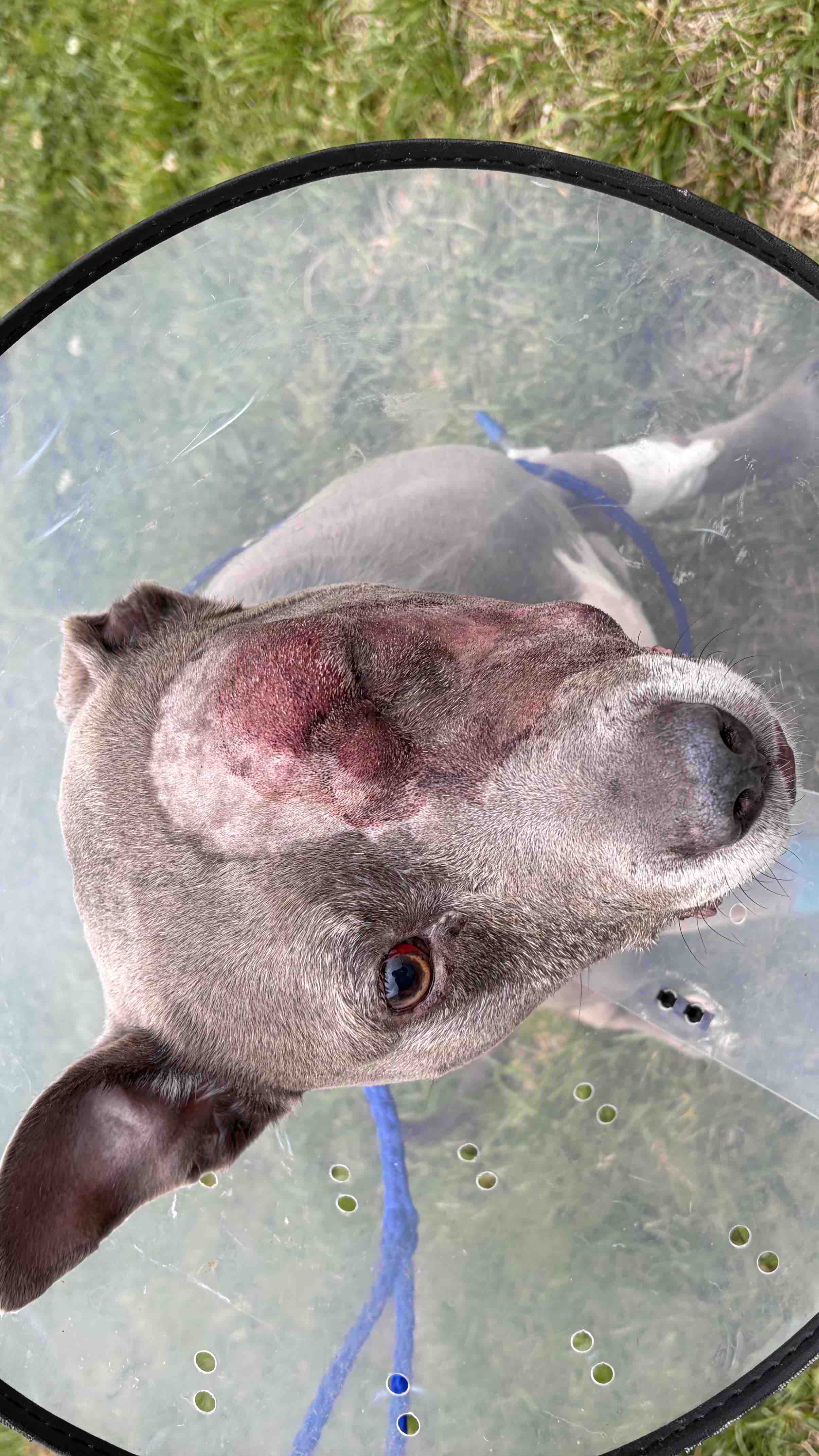 Help Harley Recover After Accident photo