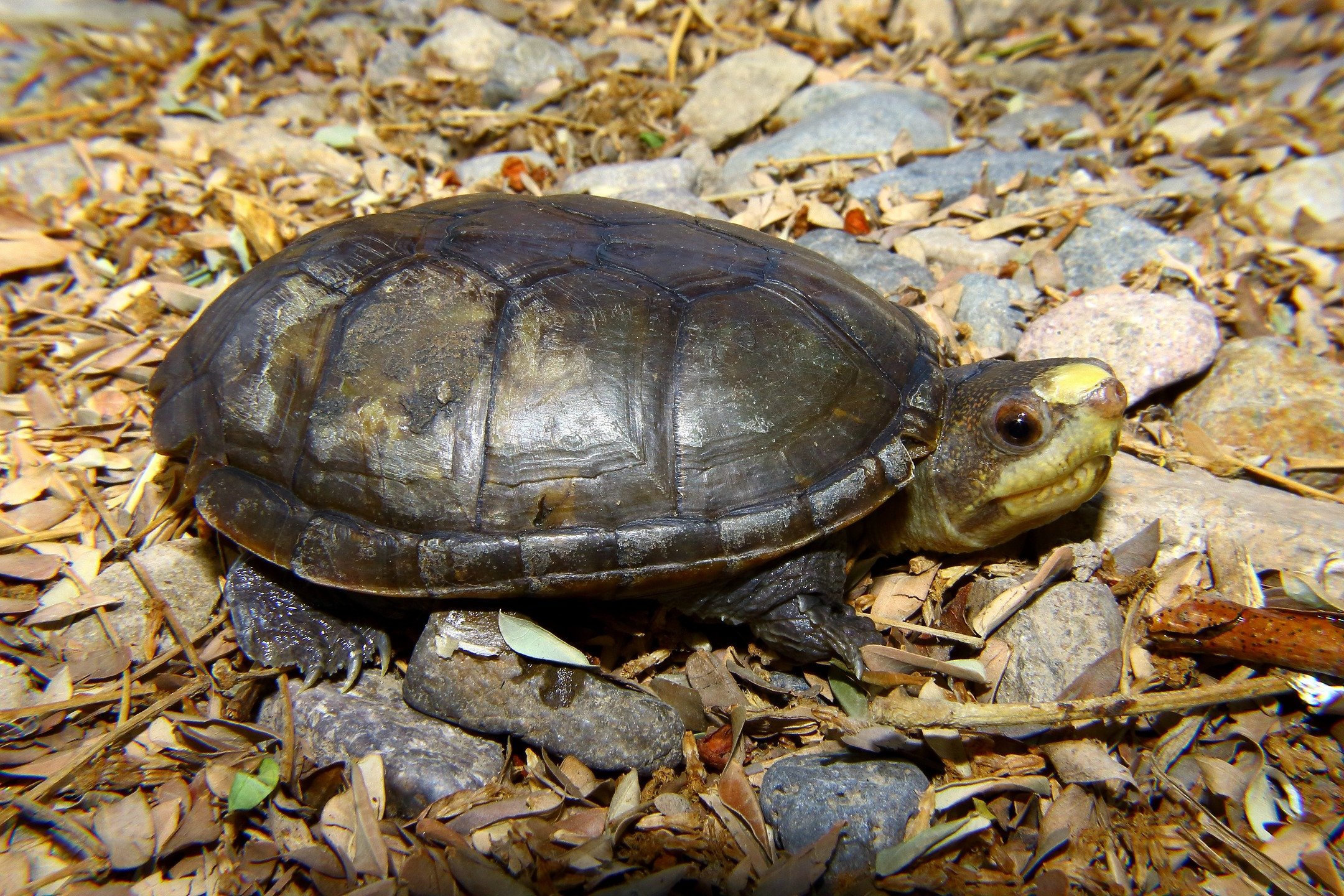Saving the World's Smallest Mud Turtles: The Last Stand for campaign photo, 4 of 5