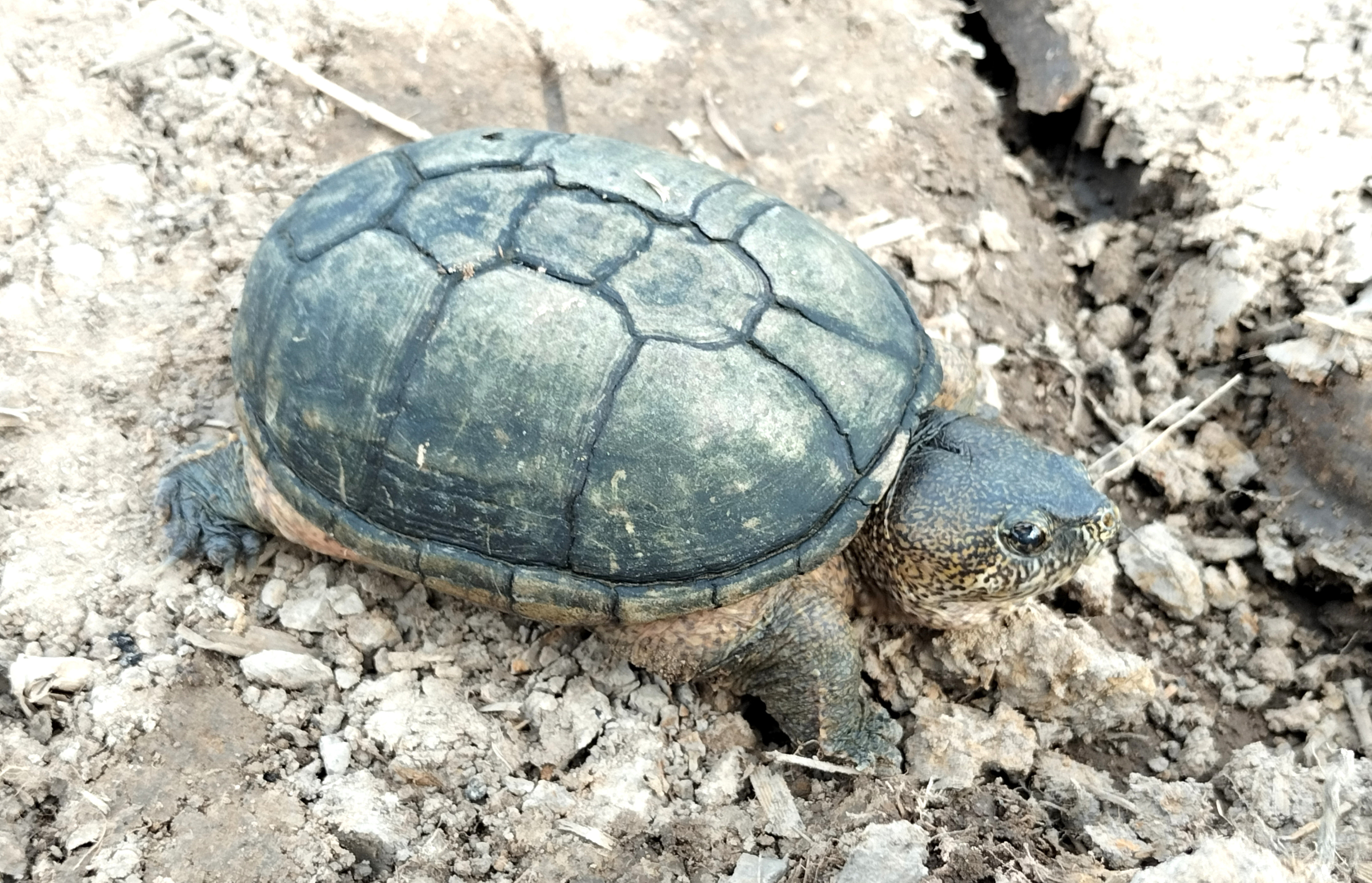 Saving the World's Smallest Mud Turtles: The Last Stand for campaign photo, 2 of 5
