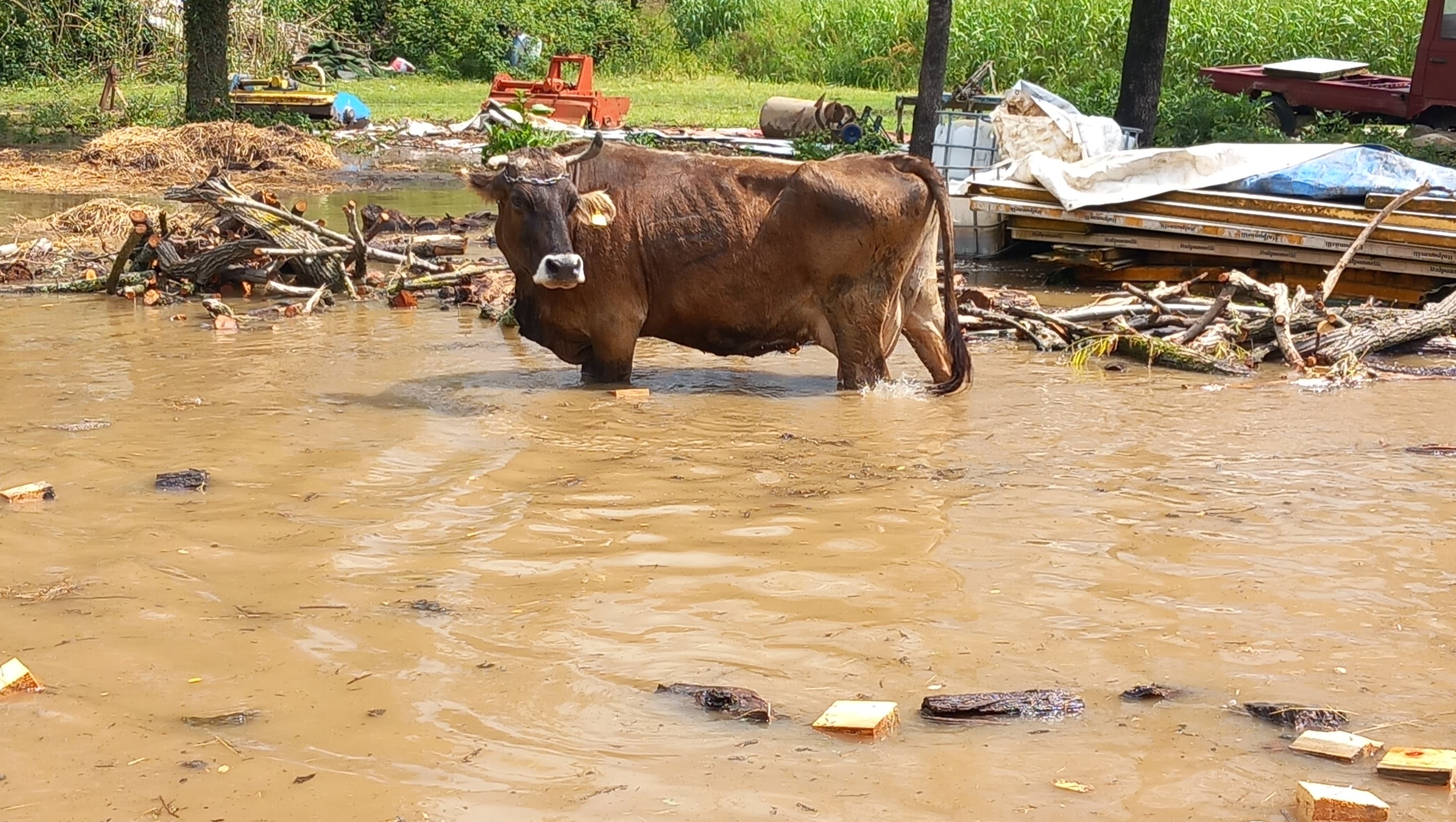 La nostra fattoria sott’acqua aiutaci a farla rinascere  photo
