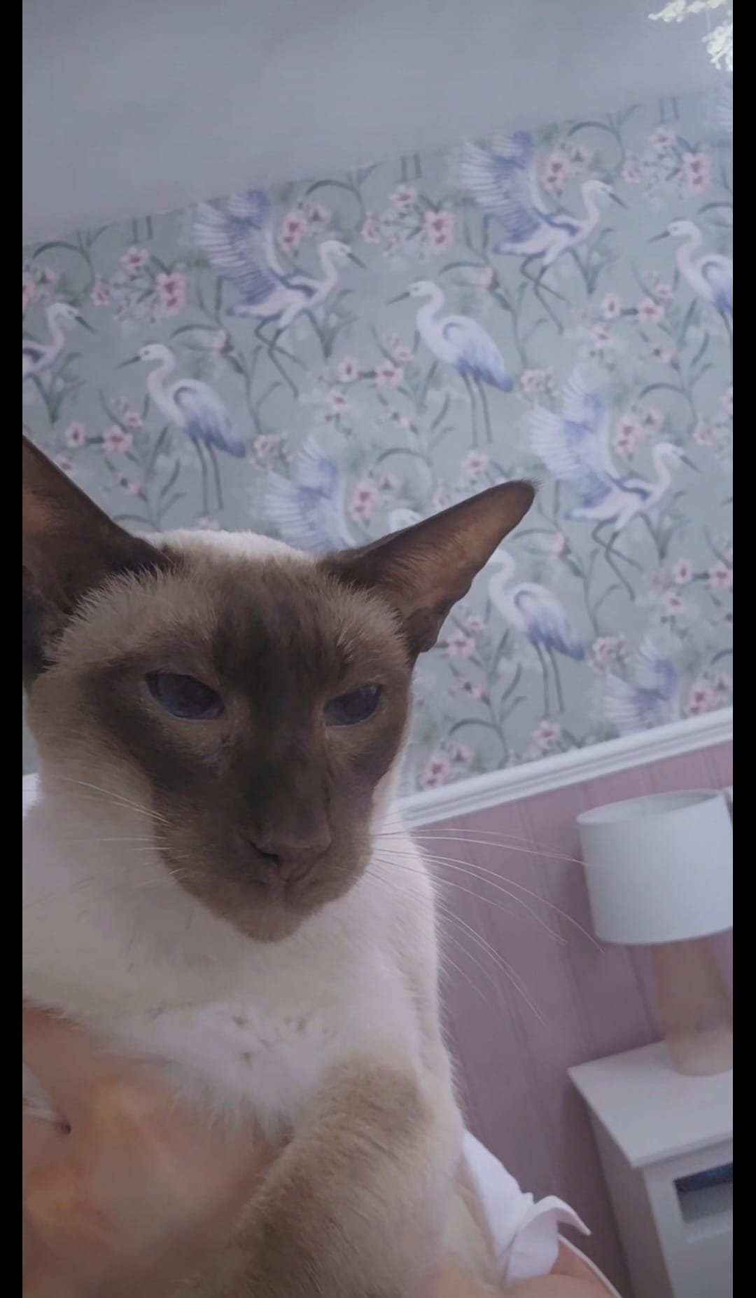 Poor elderly rescue cat named Nylah campaign photo, 2 of 4