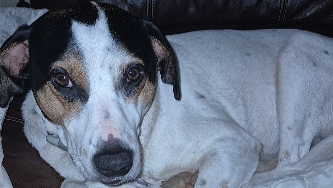 Support Jocelyn’s Dog’s Surgery Fund photo