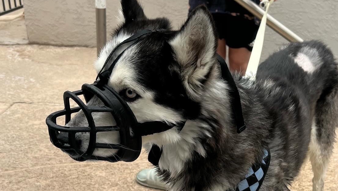 Help Loki Find His Forever Home photo