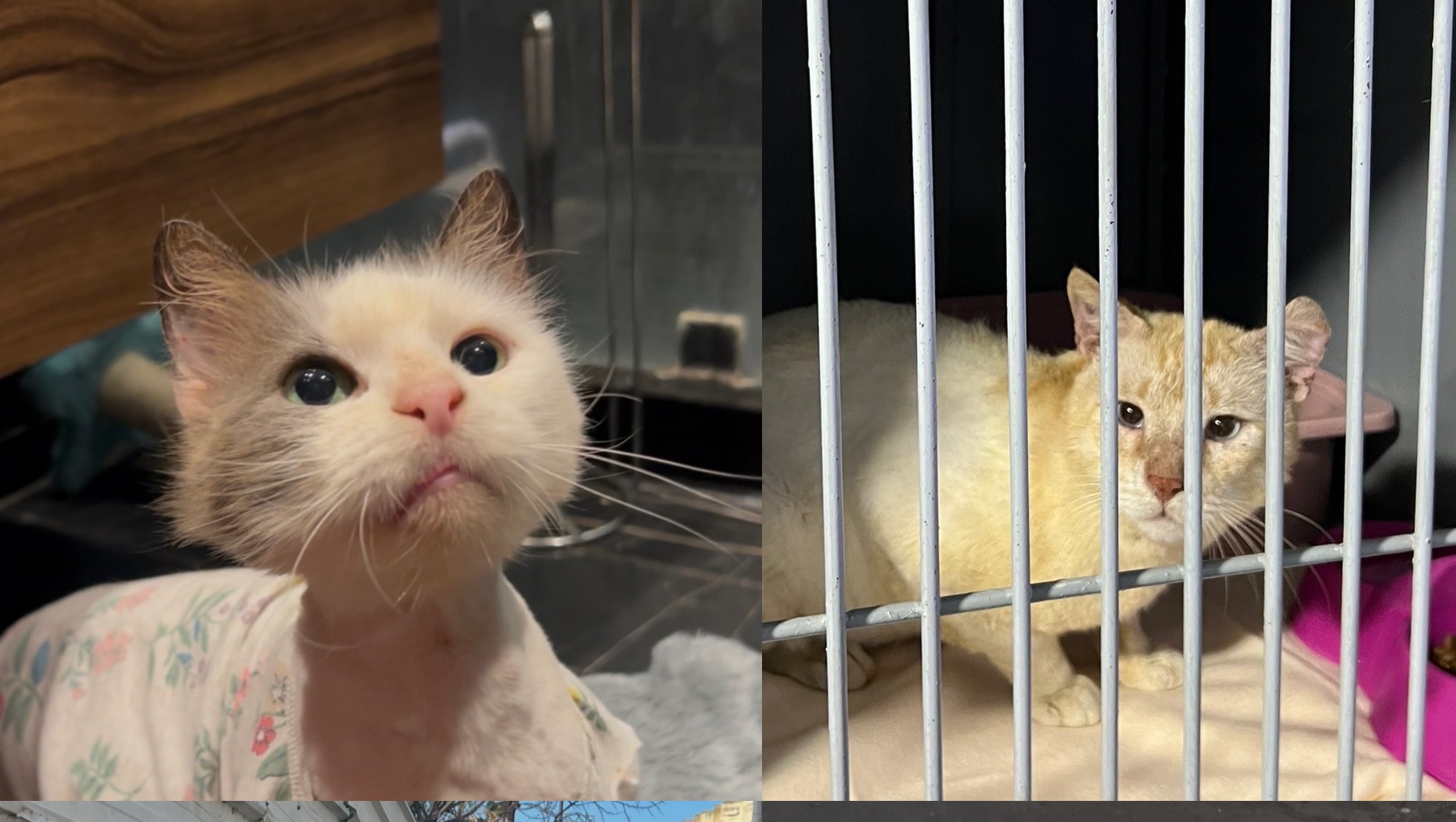 Help get BigMister and Holly to the US & find their families photo