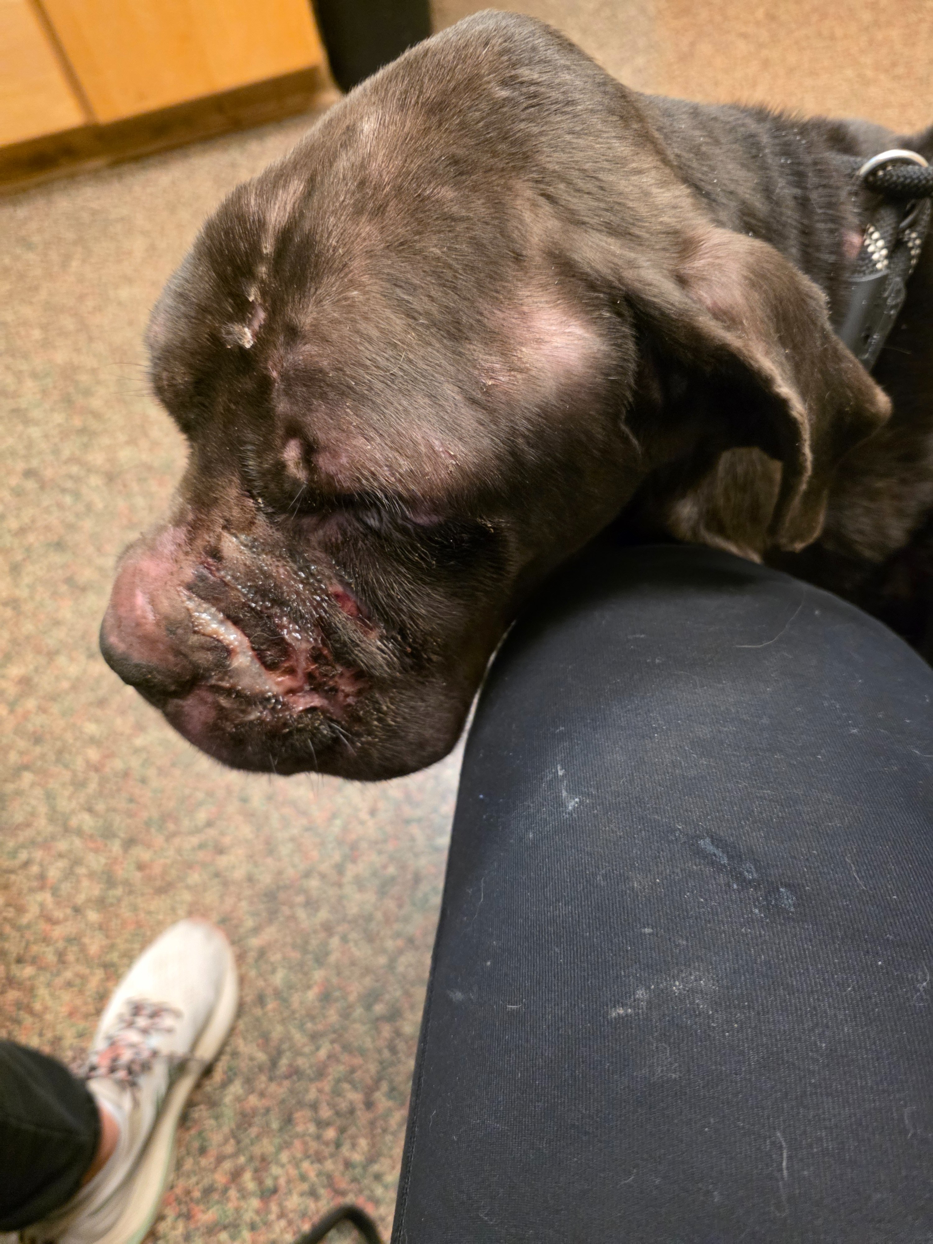 Help Save Royal: Emergency Medical Care campaign photo, 2 of 8