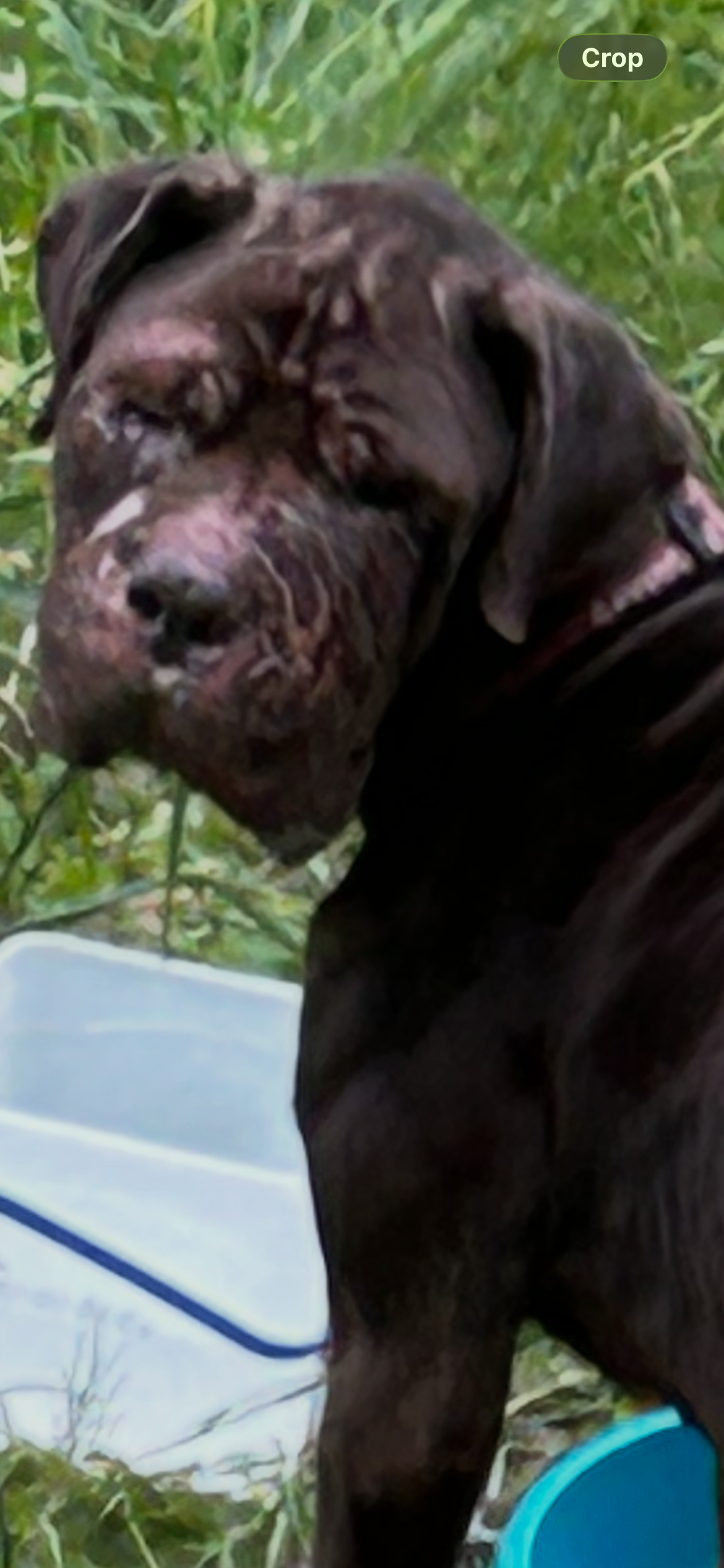 Help Save Royal: Emergency Medical Care campaign photo, 6 of 8