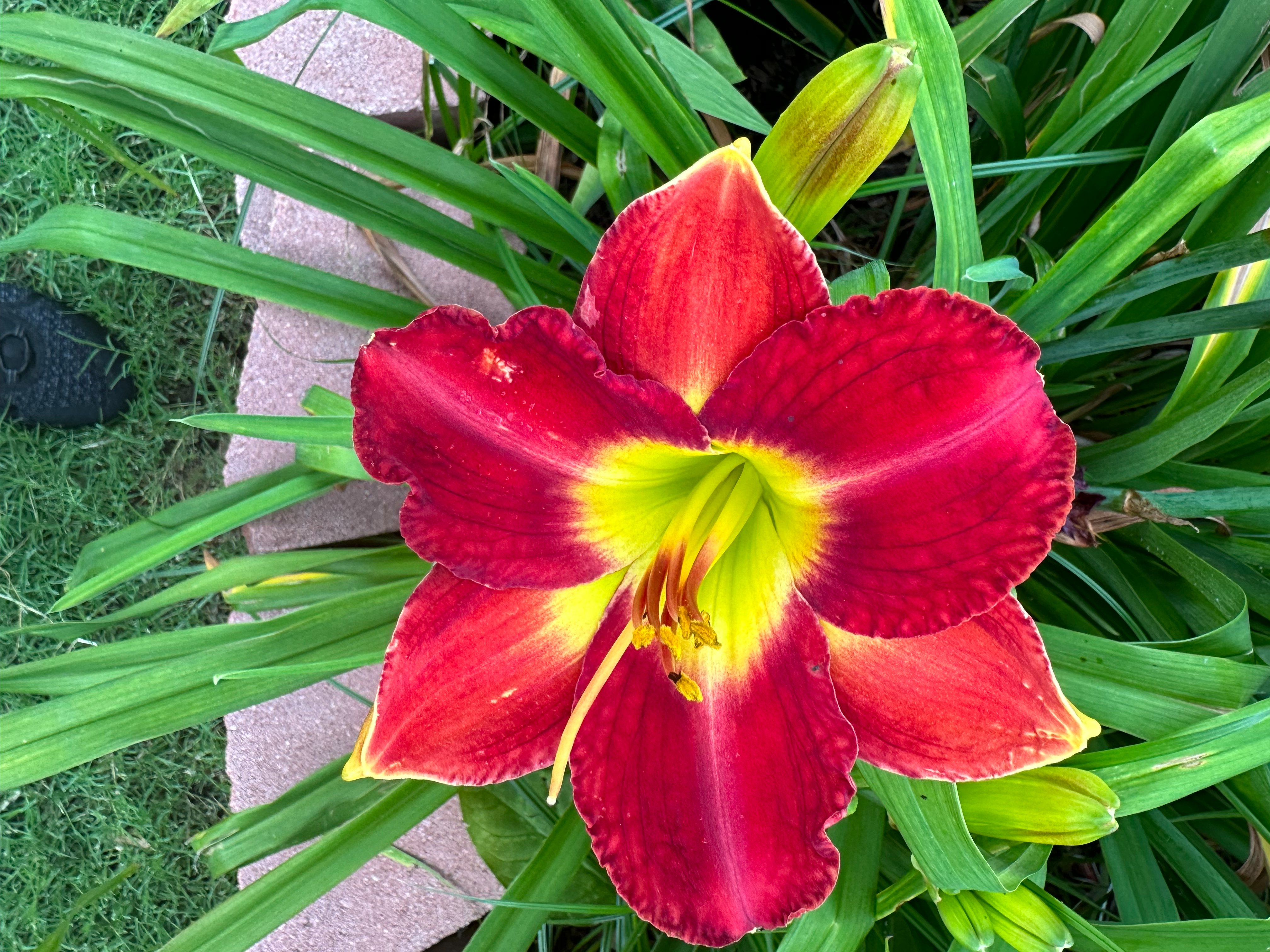 Help Mary Return Home & Reclaim Her Garden campaign photo, 2 of 5