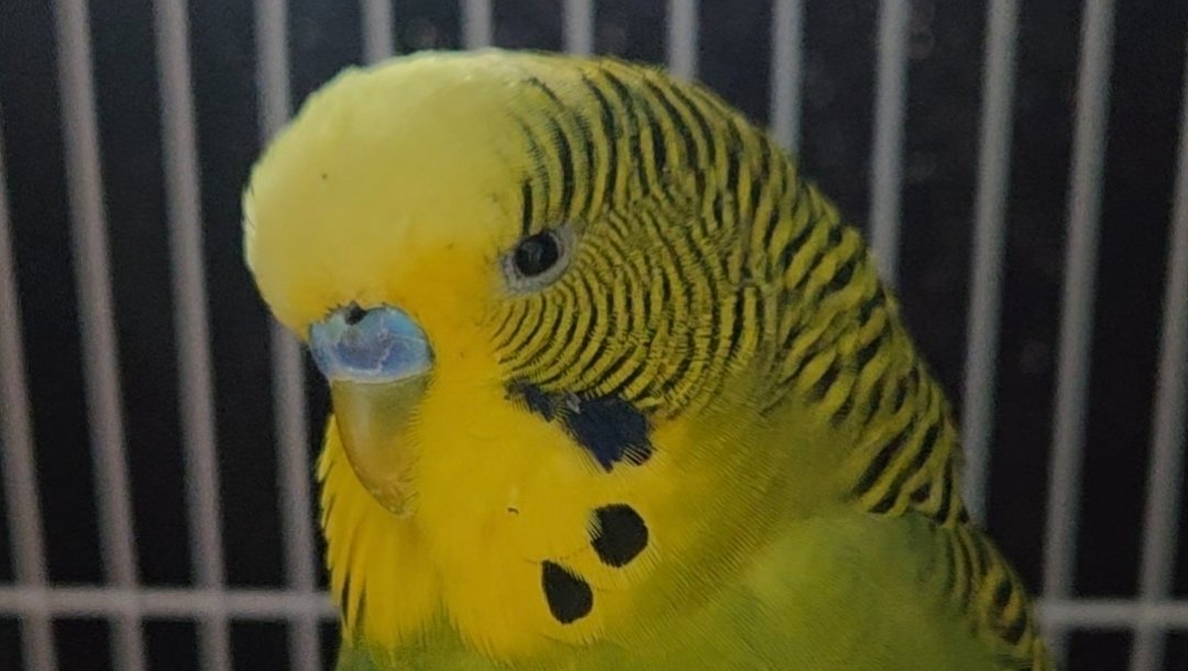 Emergency funds for my budgie battling metal toxicity  photo