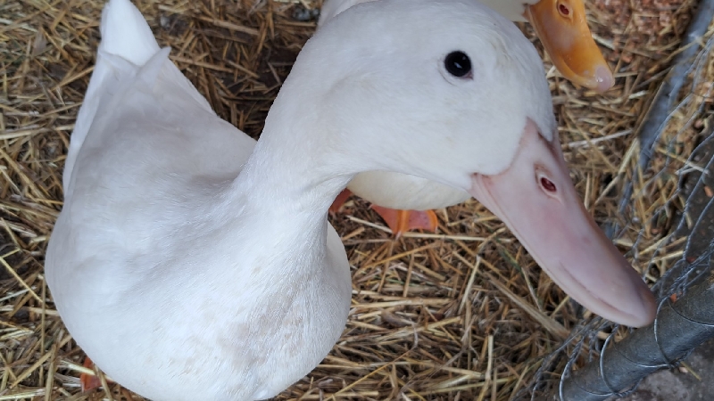Quack and Quail photo