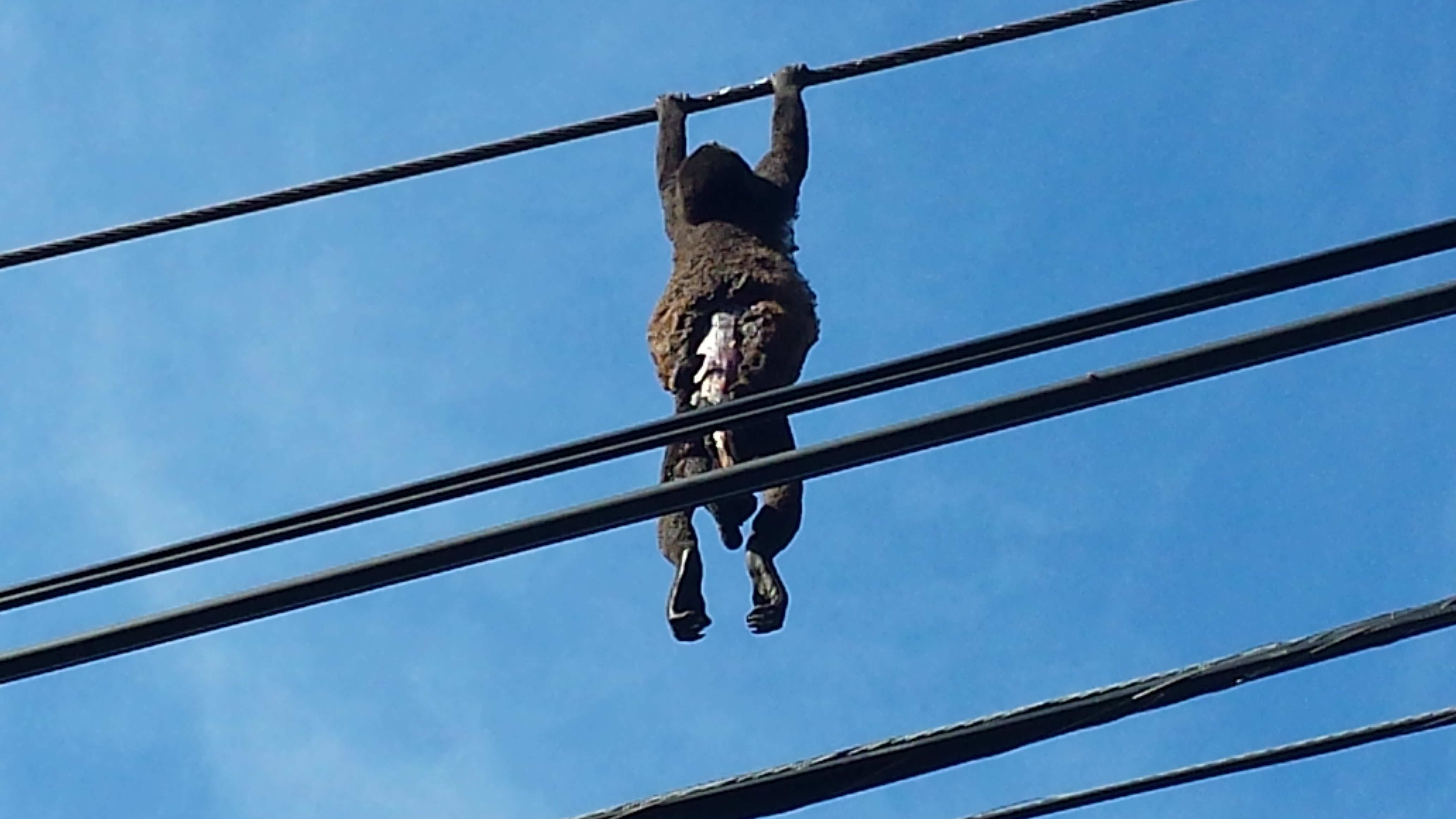 Help Protect Costa Rica's Monkeys - SalveMonos Playa Hermosa campaign photo, 7 of 8