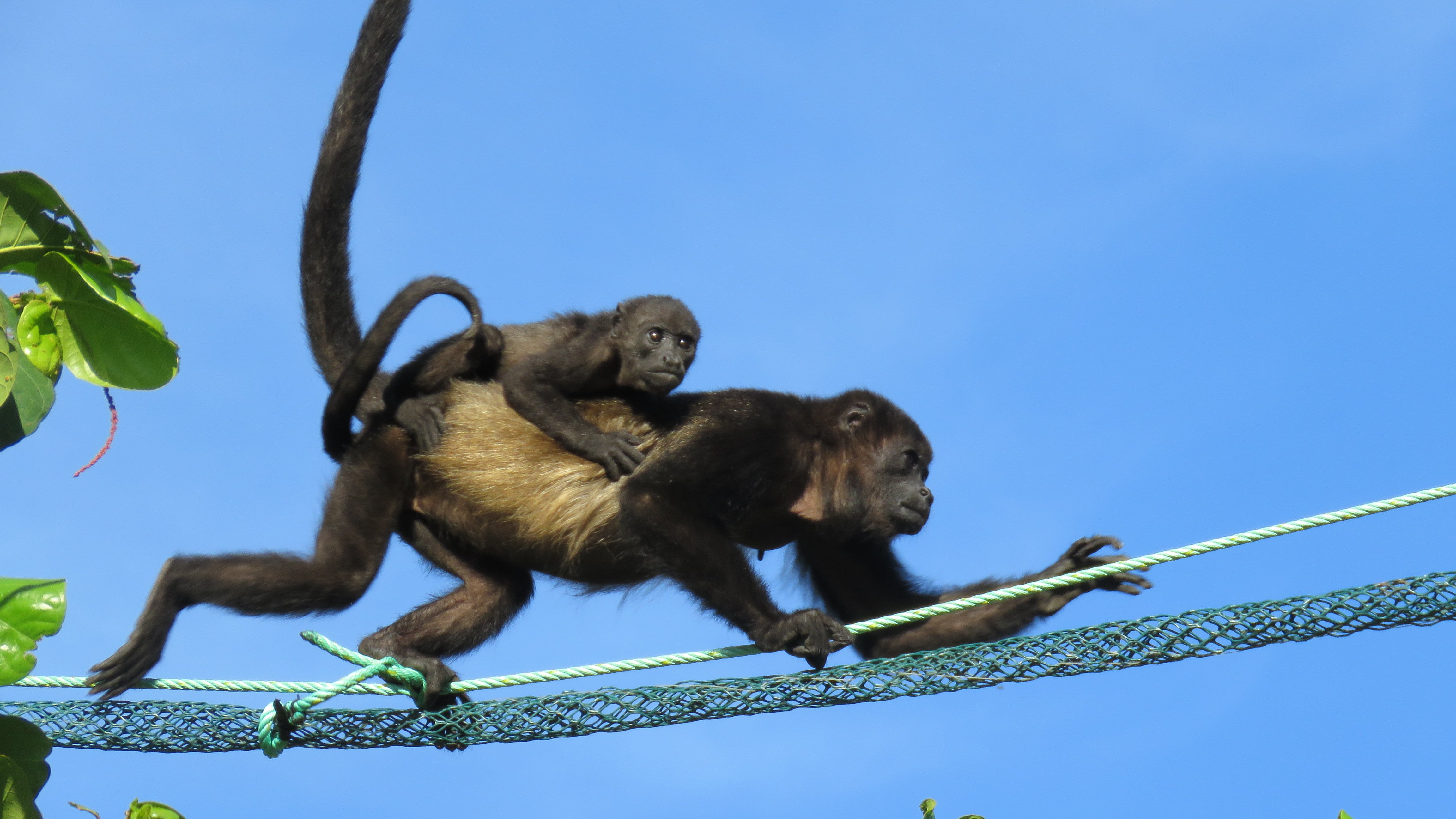 Help Protect Costa Rica's Monkeys - SalveMonos Playa Hermosa campaign photo, 2 of 8
