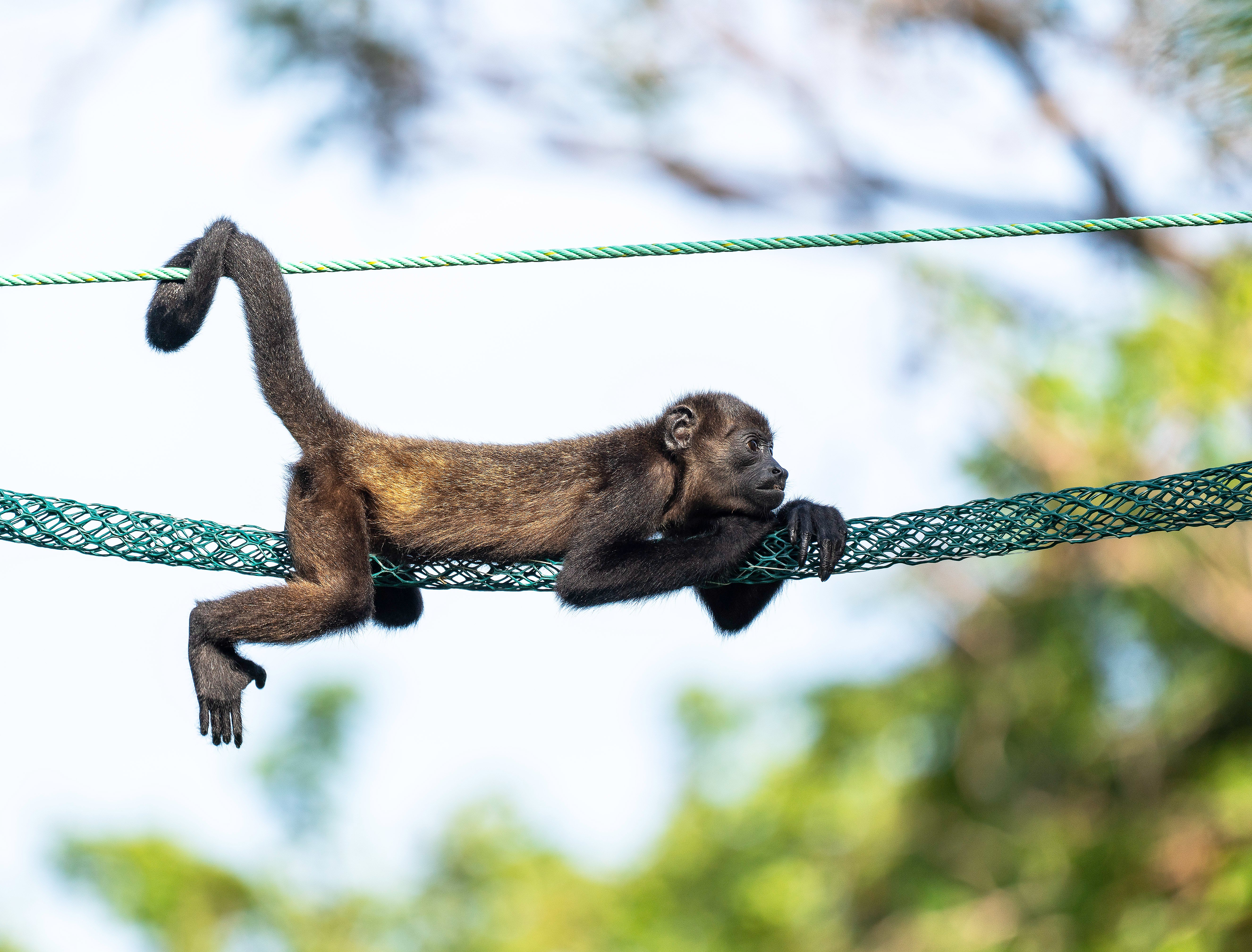 Help Protect Costa Rica's Monkeys - SalveMonos Playa Hermosa campaign photo, 4 of 8